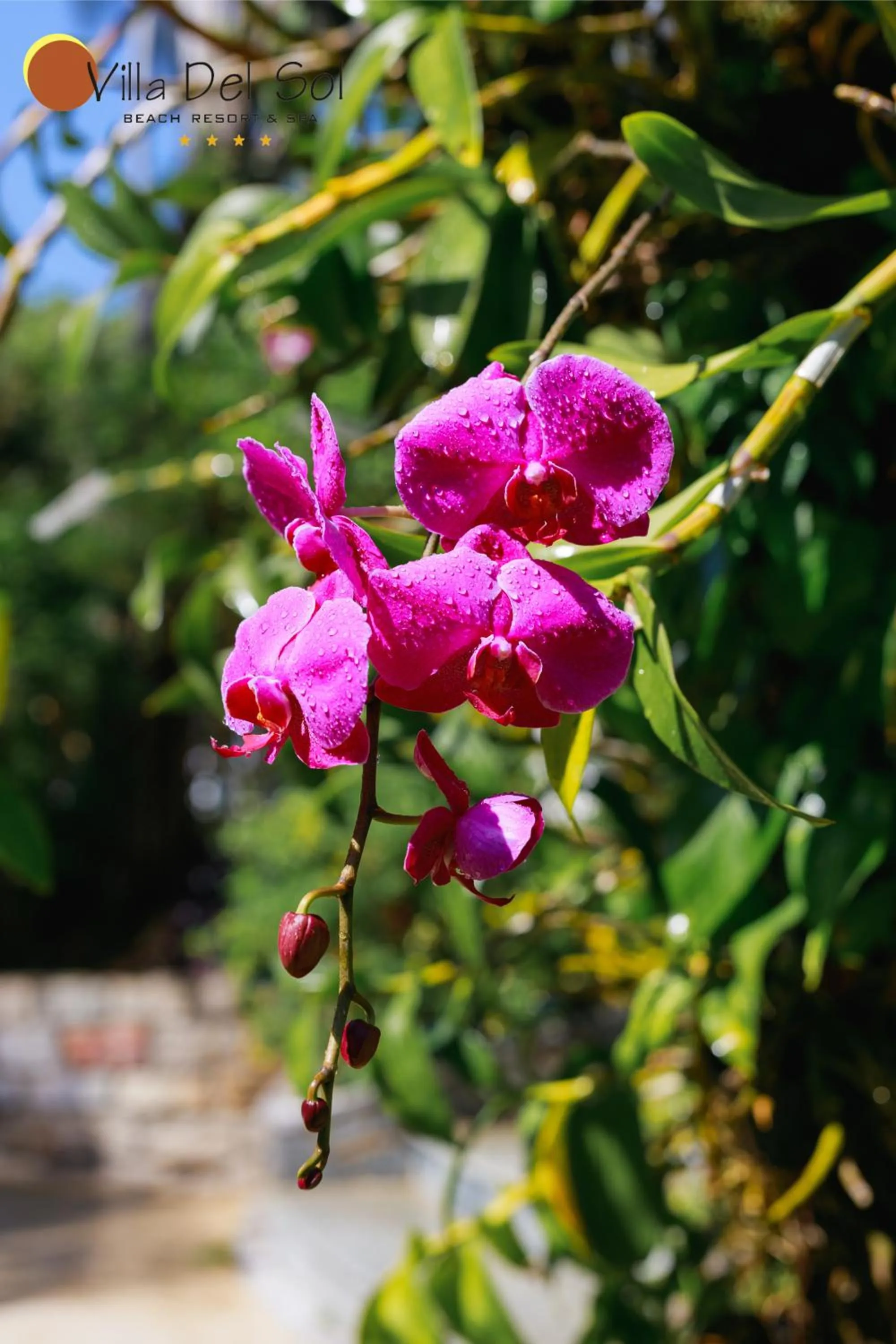 Natural landscape in Villa Del Sol Beach Resort & Spa