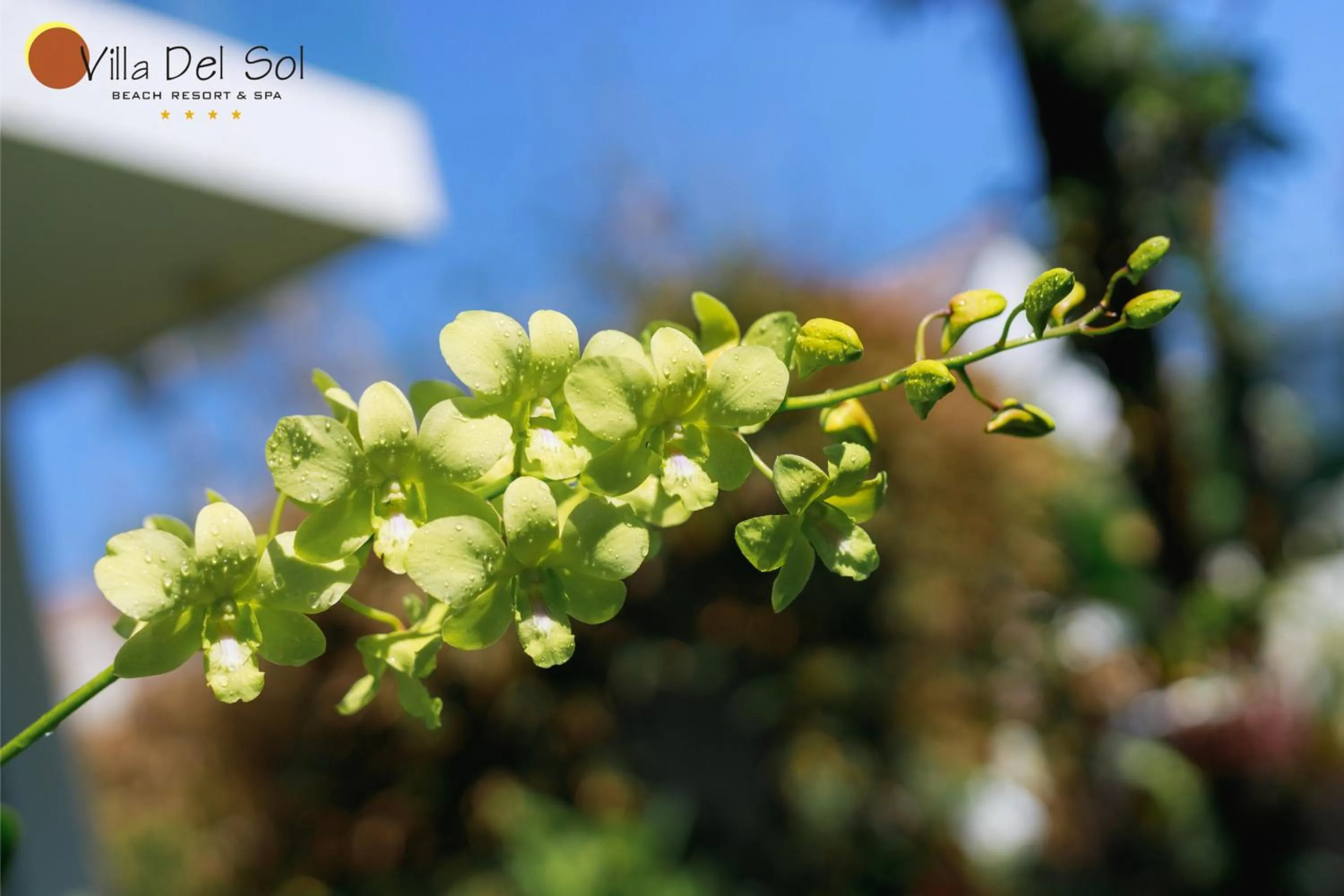 Natural landscape in Villa Del Sol Beach Resort & Spa