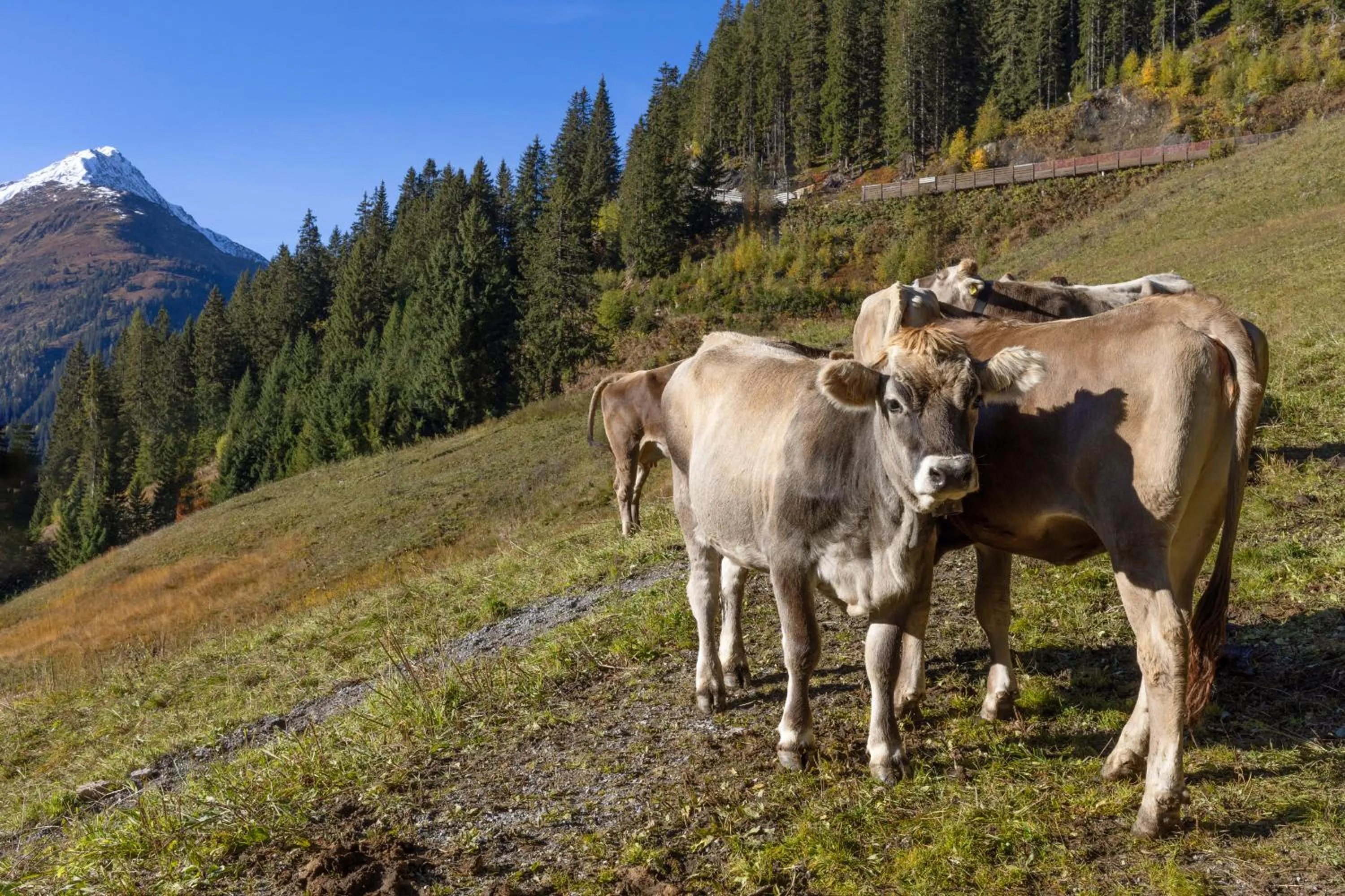Natural landscape in Valluga Hotel