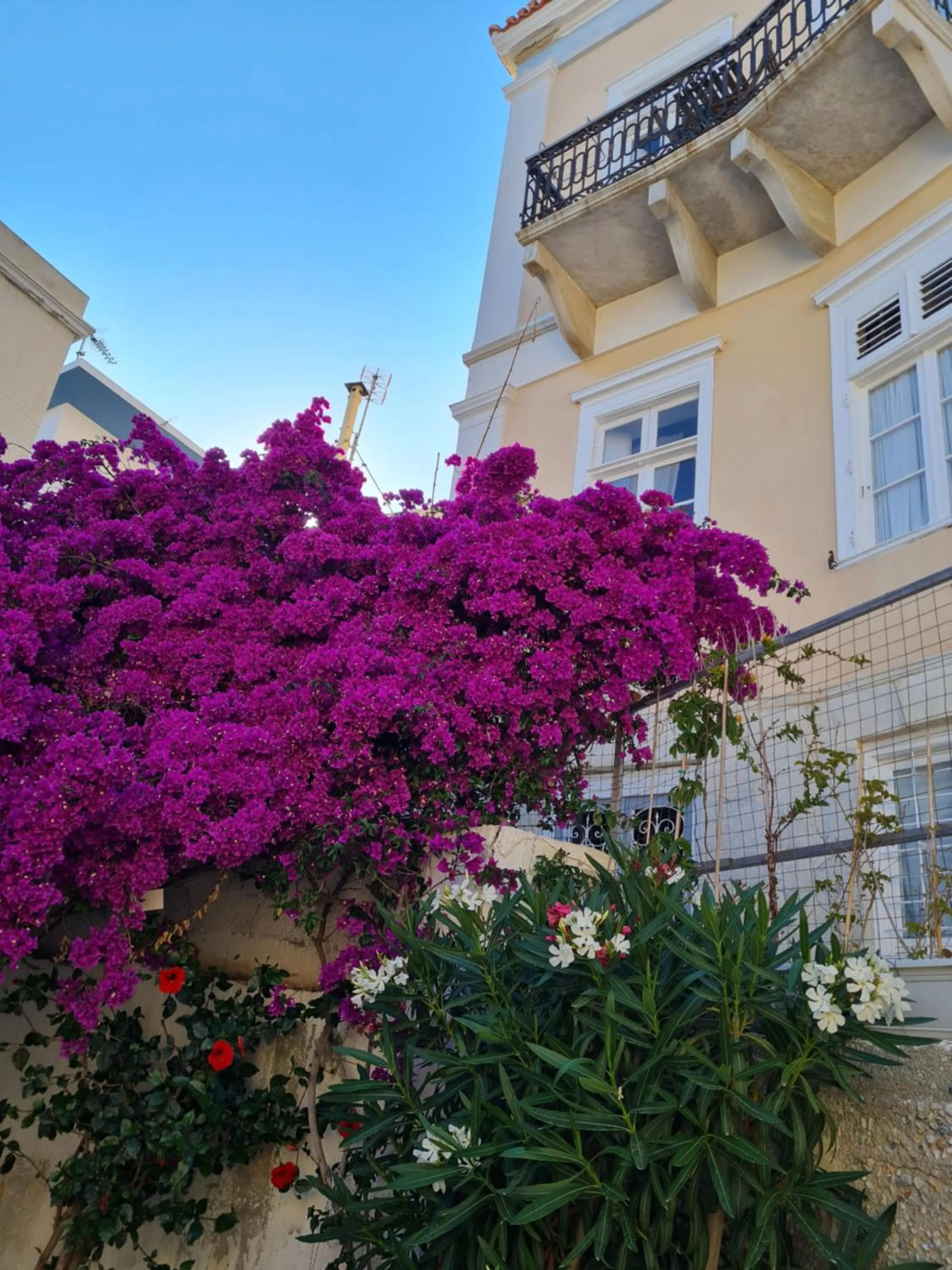 Garden in Hotel Omiros