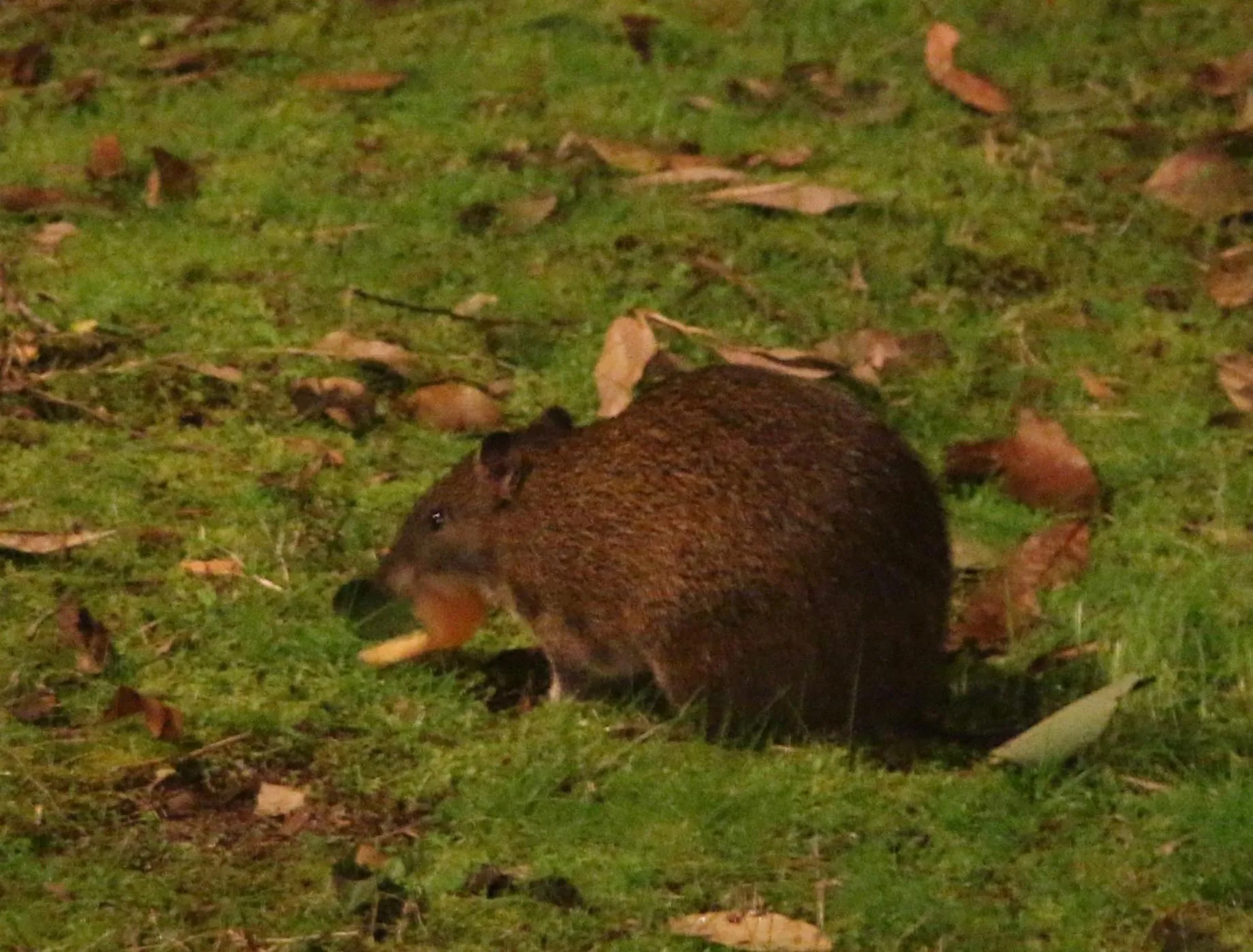 Garden in Harmony Forest Cottages & Lake side Lodge