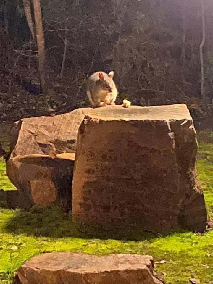 Harmony Forest Cottages & Lake side Lodge