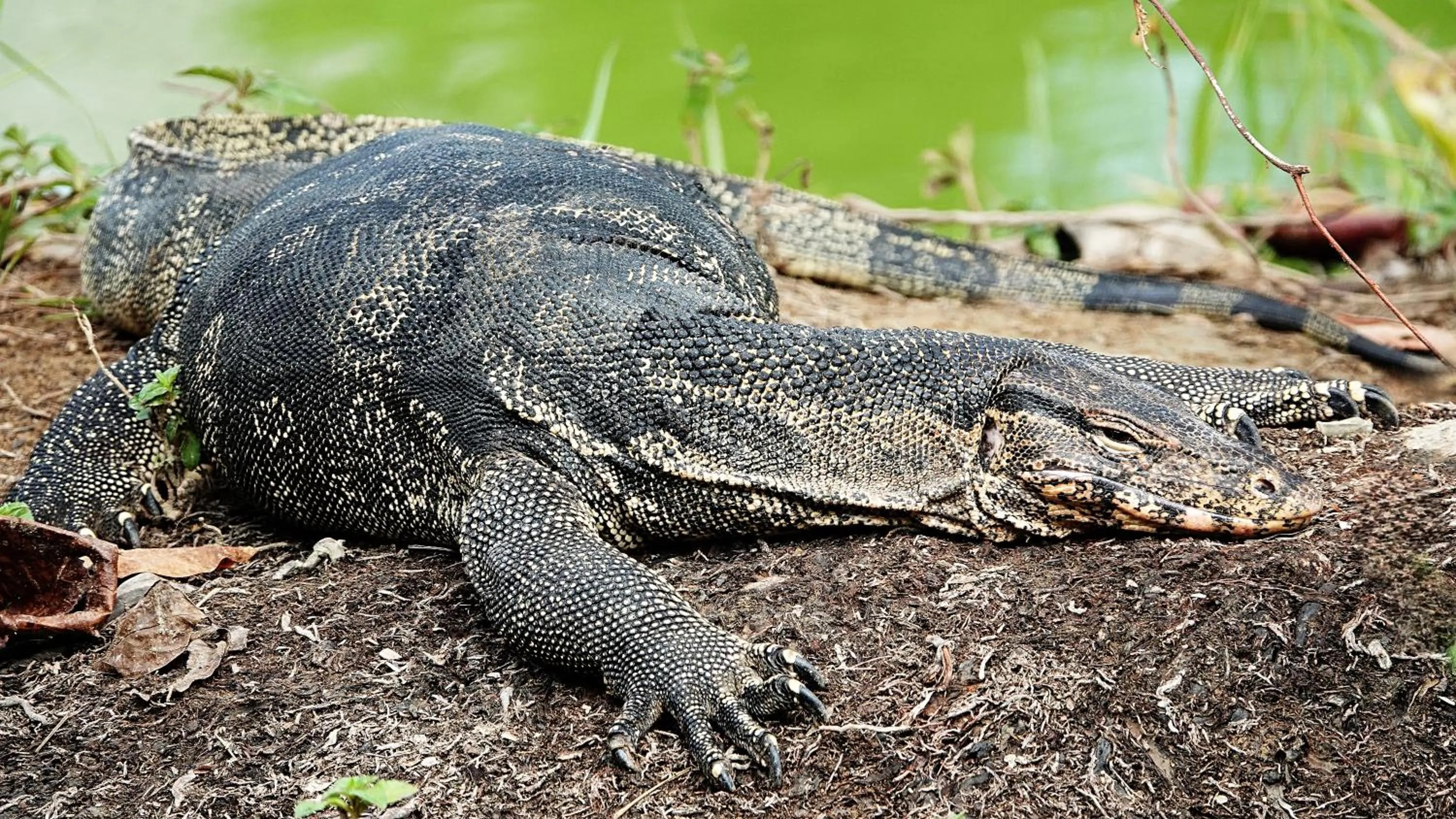 Animals in Thanya Beach Resort - SHA Plus