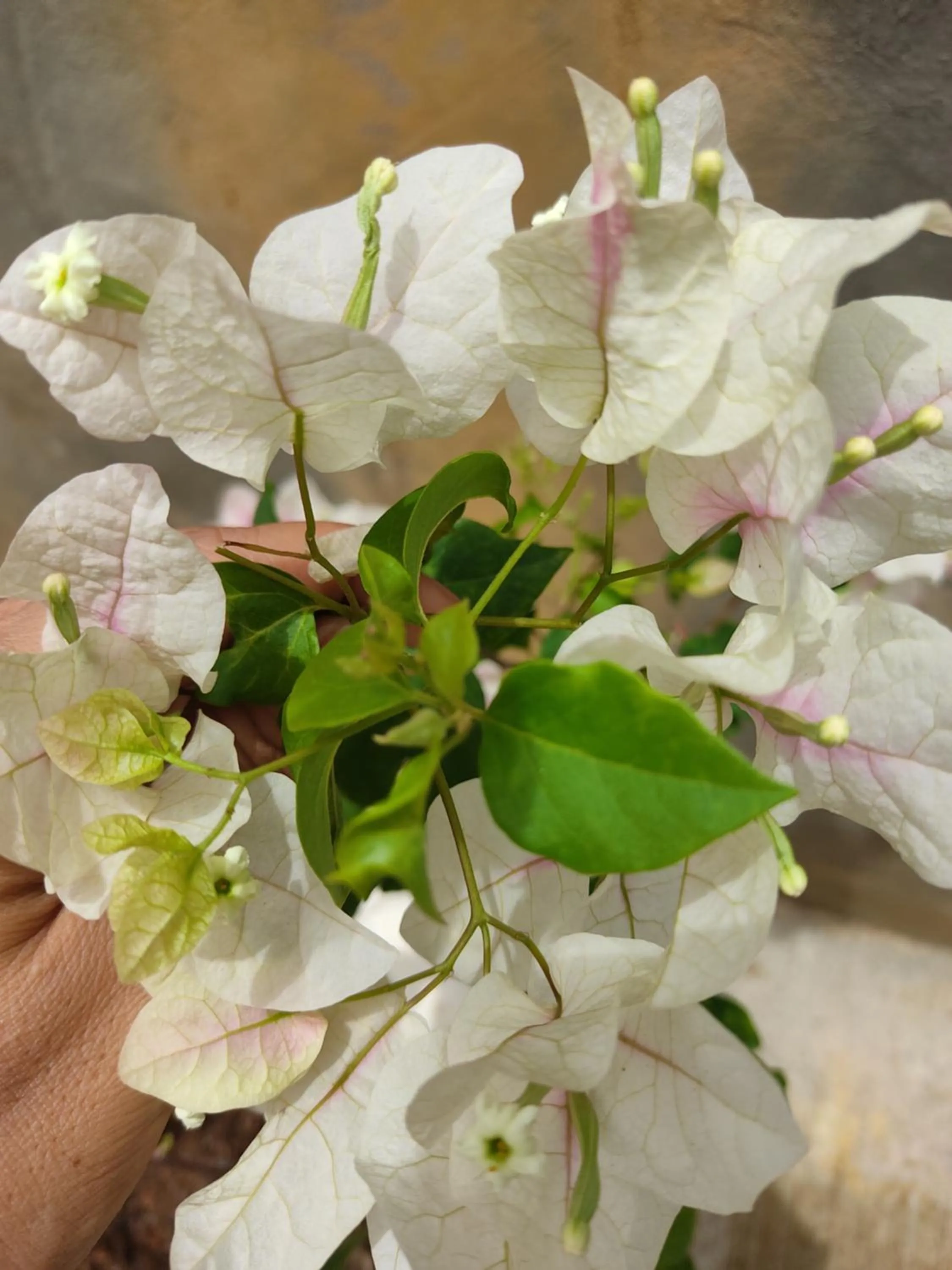 Garden in Kanasuk Self catering Apartments