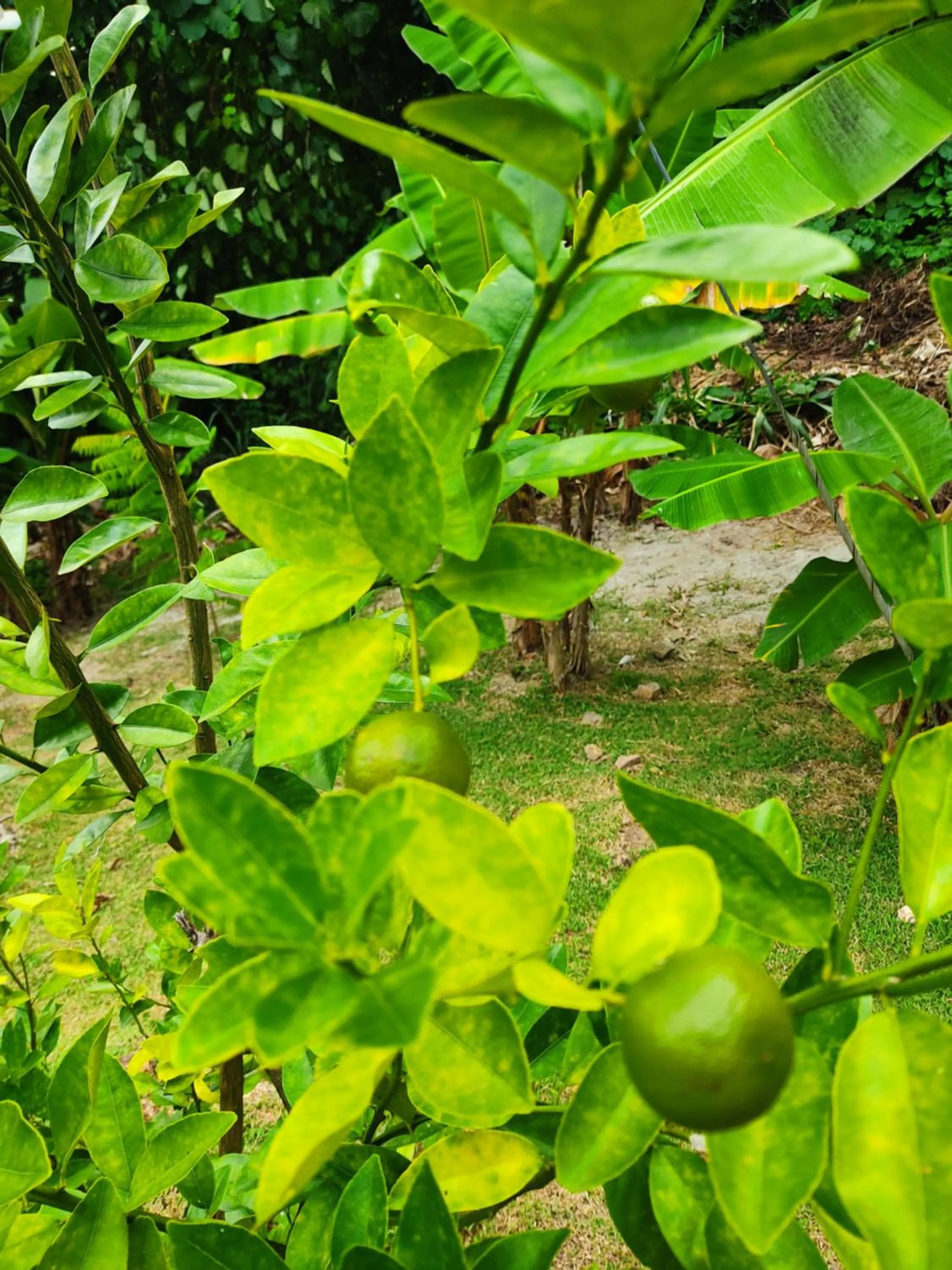 Garden in Kanasuk Self catering Apartments