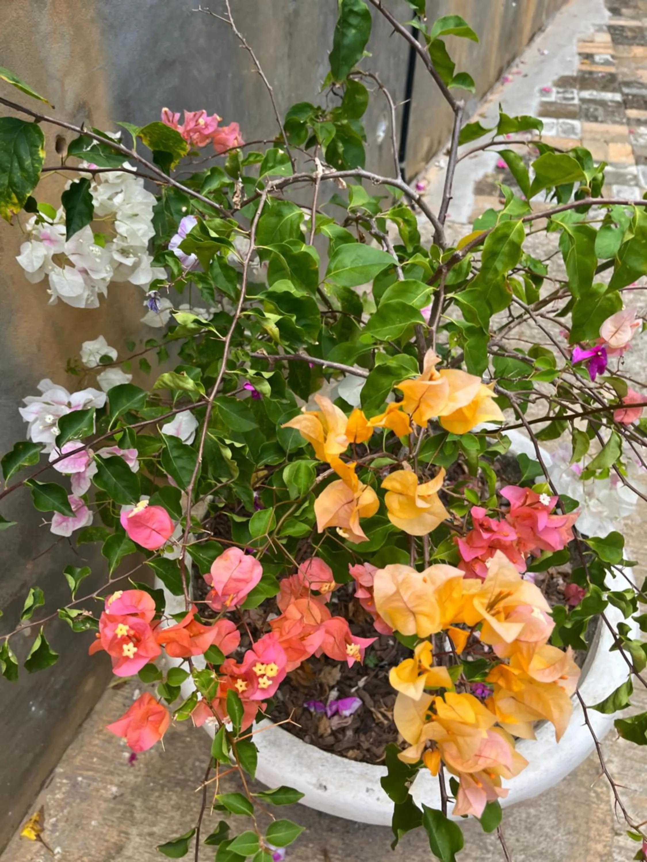 Garden in Kanasuk Self catering Apartments