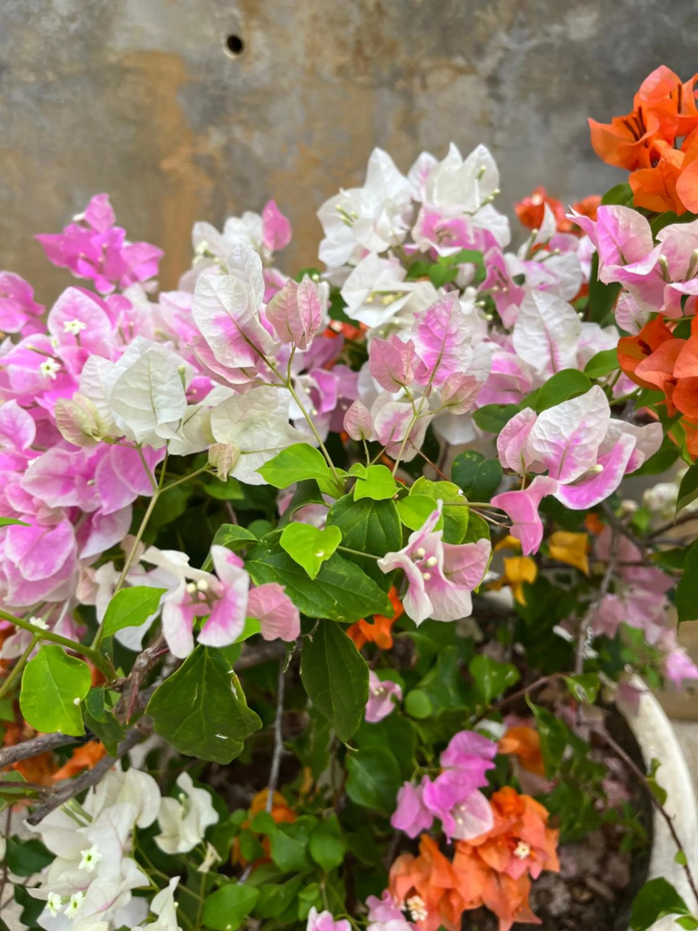 Spring in Kanasuk Self catering Apartments