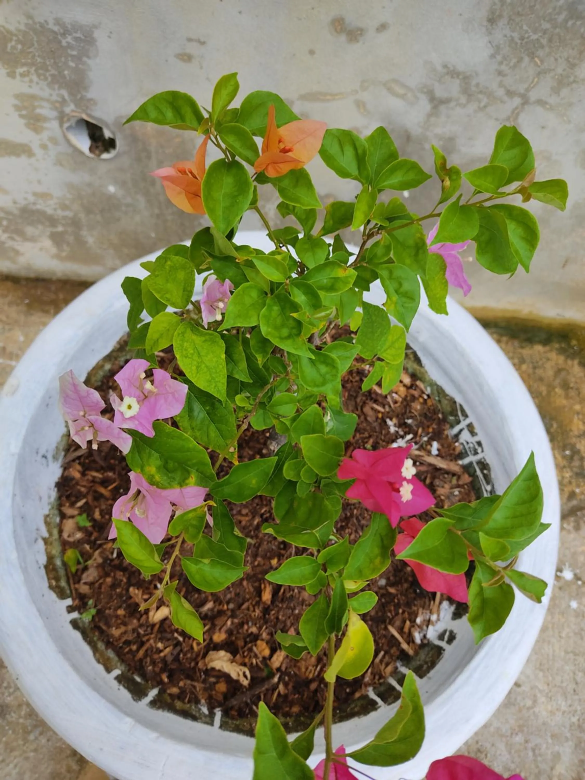 Garden in Kanasuk Self catering Apartments