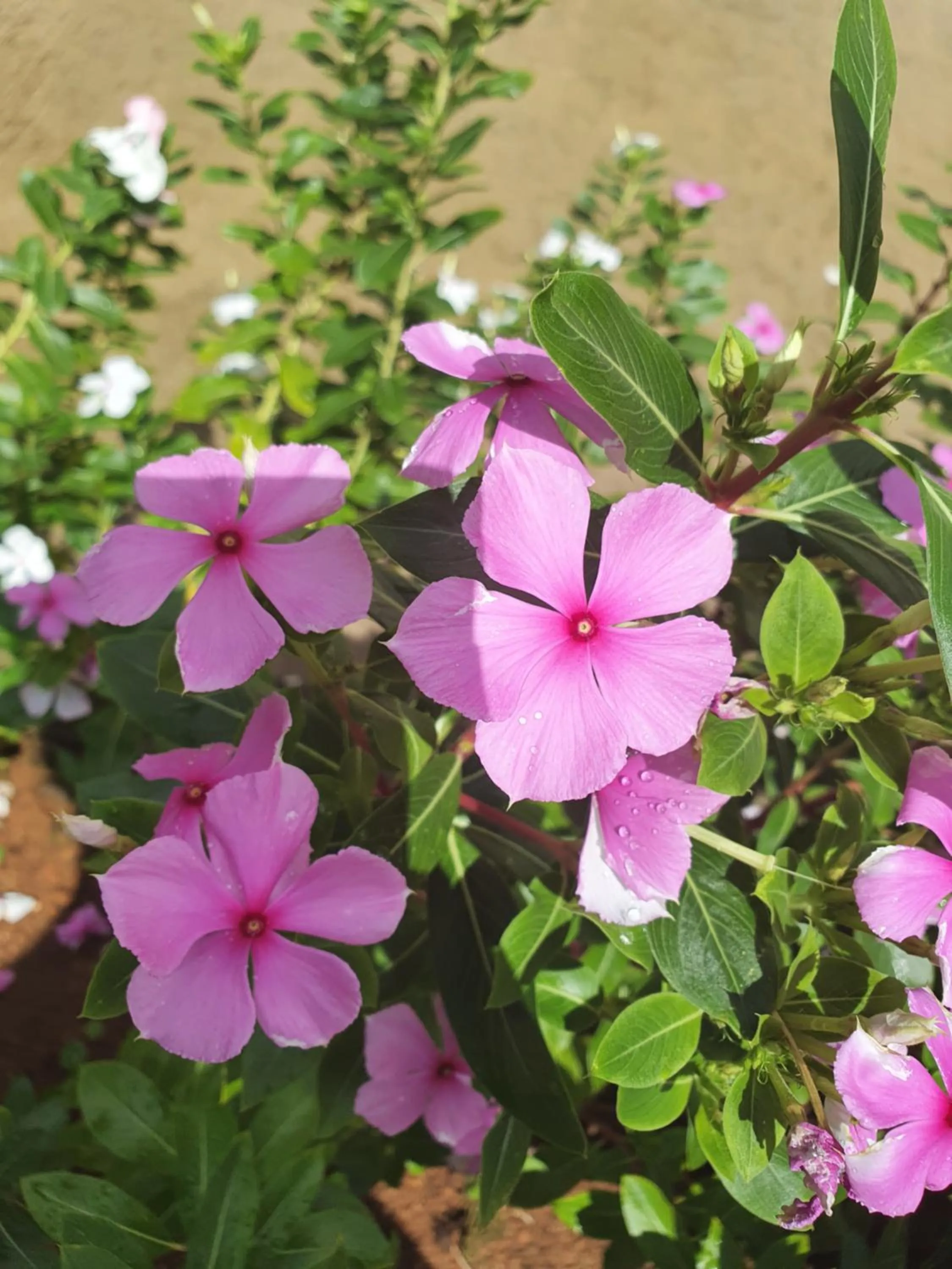 Garden in Kanasuk Self catering Apartments