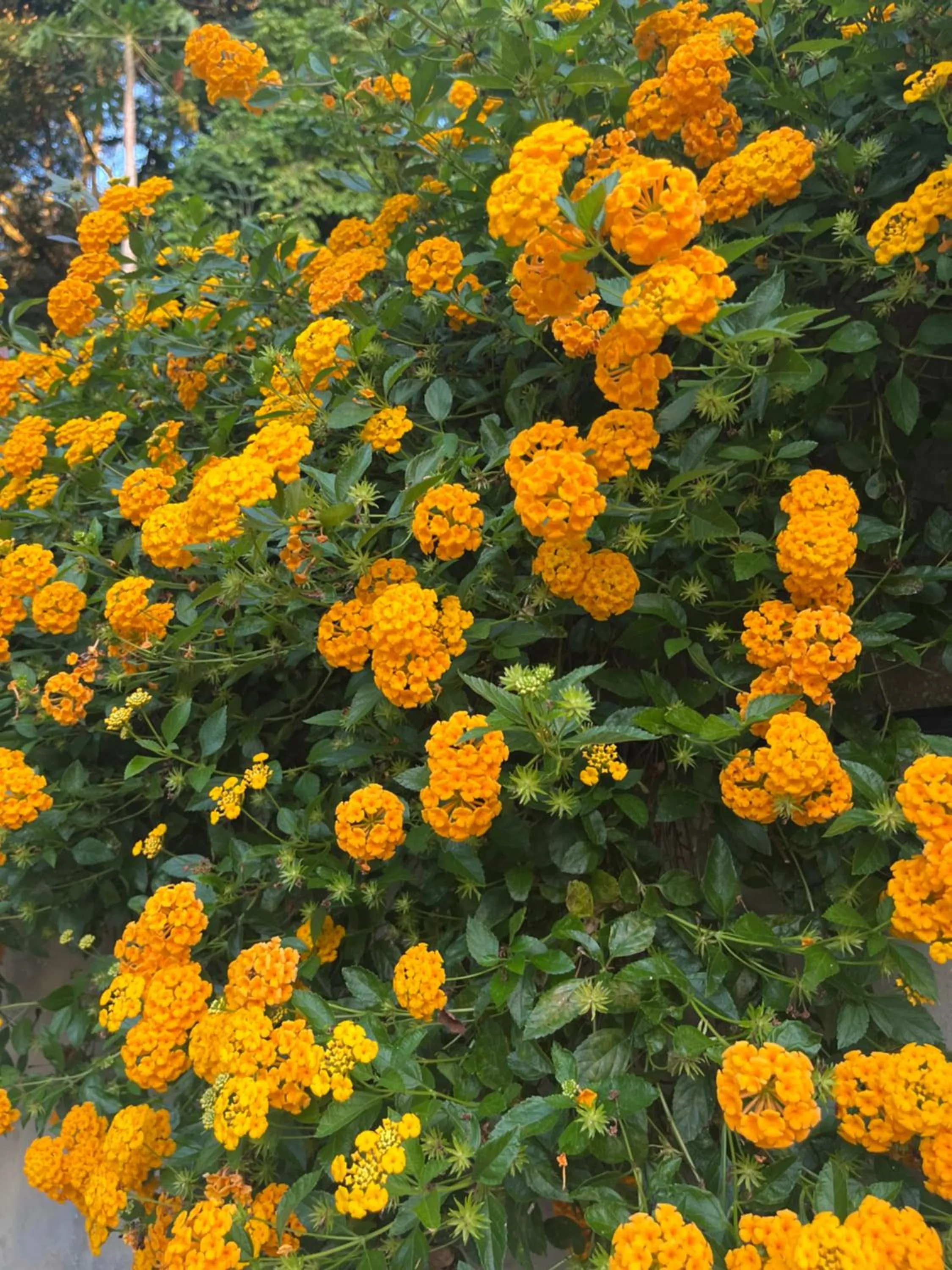 Spring in Kanasuk Self catering Apartments