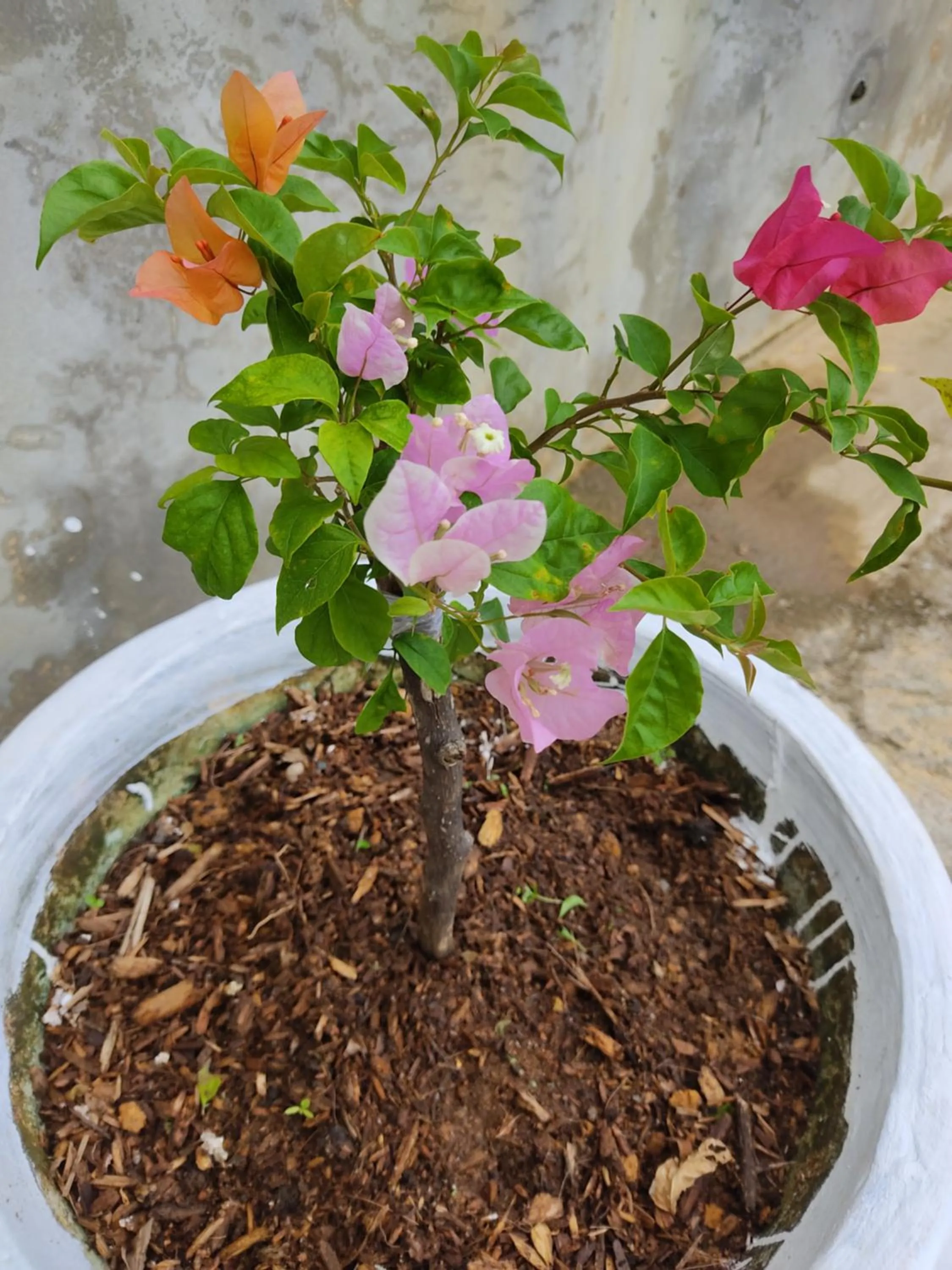 Garden in Kanasuk Self catering Apartments