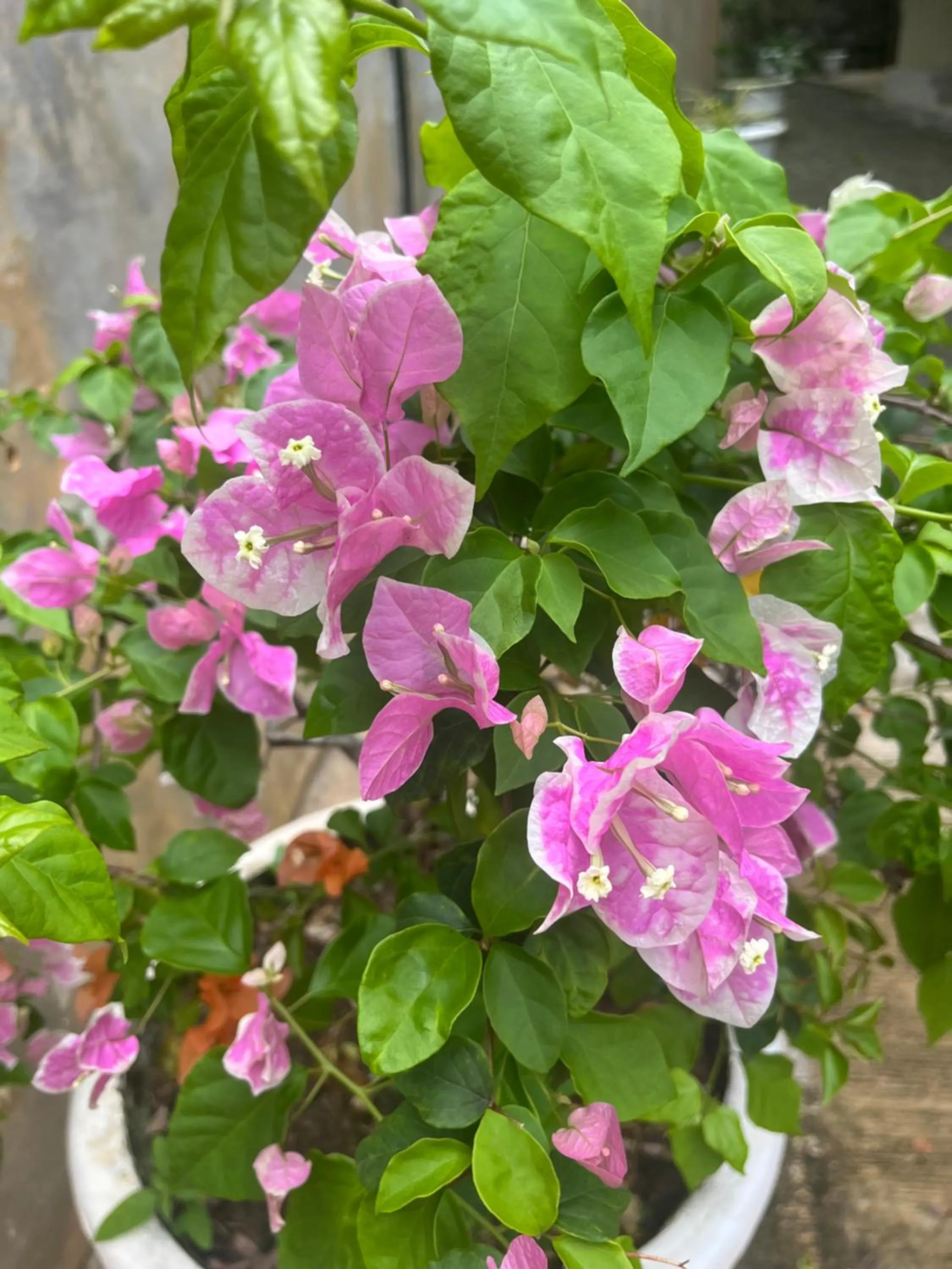 Day in Kanasuk Self catering Apartments