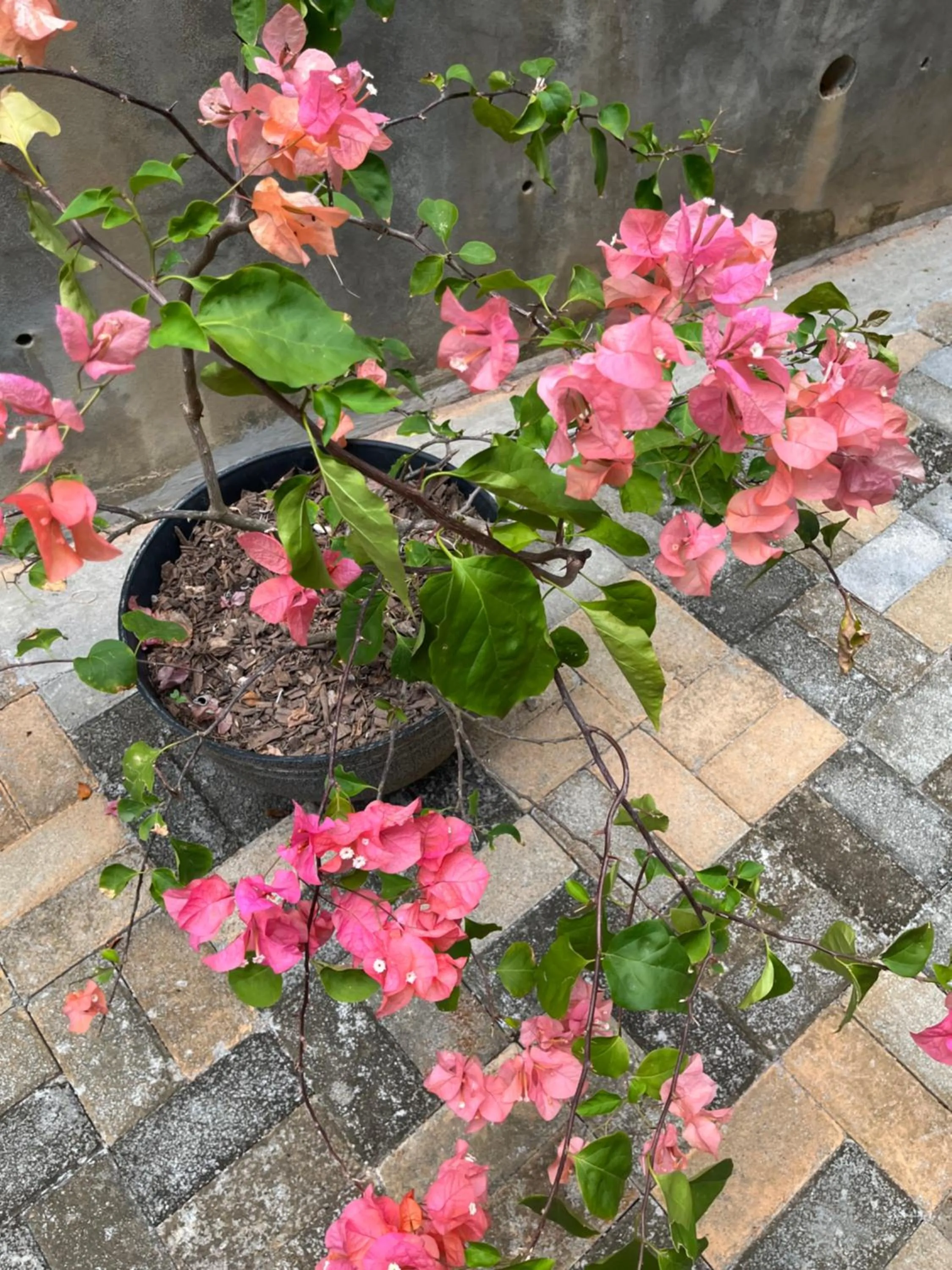 Garden in Kanasuk Self catering Apartments