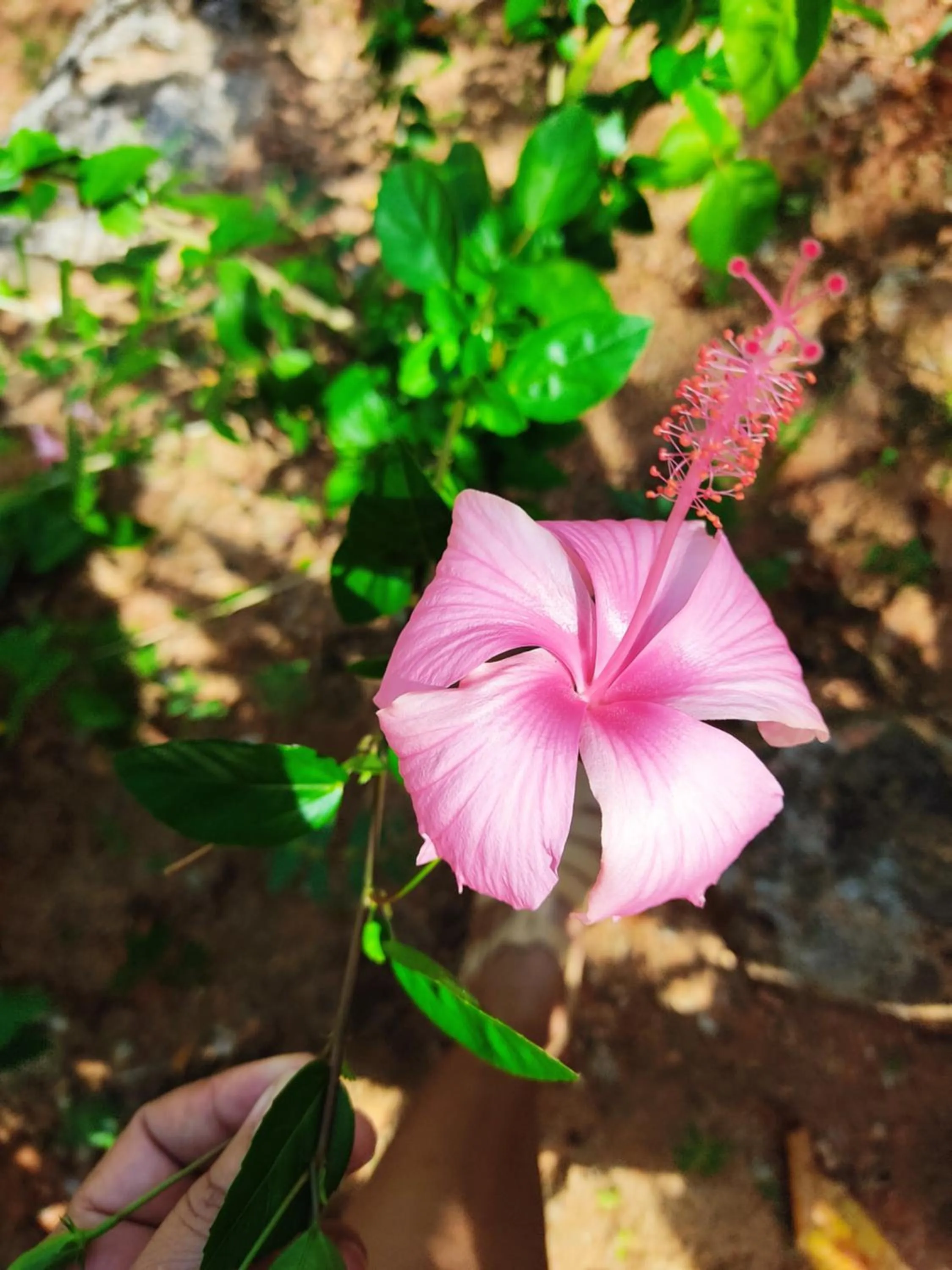 Garden in Kanasuk Self catering Apartments