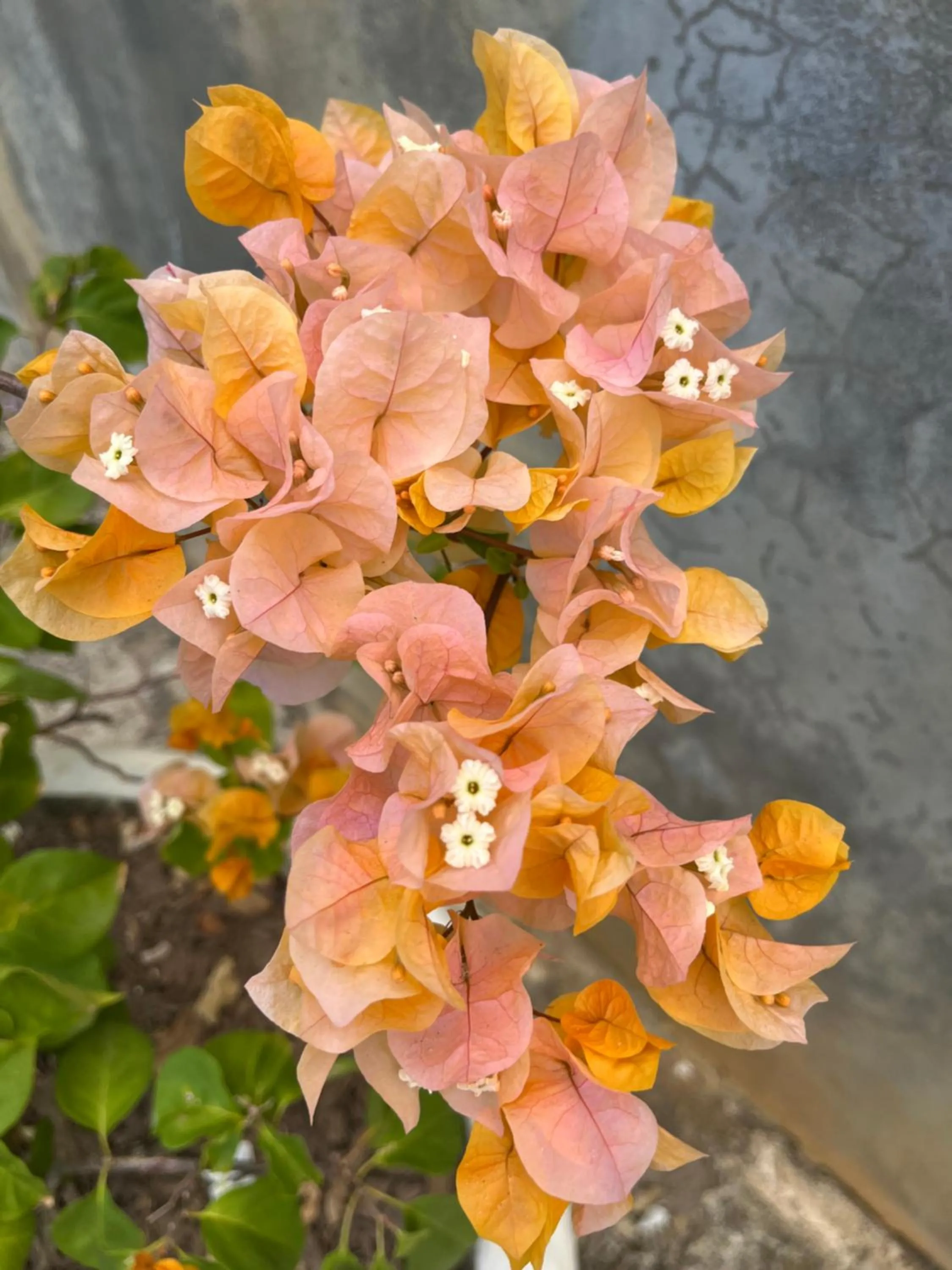 Garden in Kanasuk Self catering Apartments