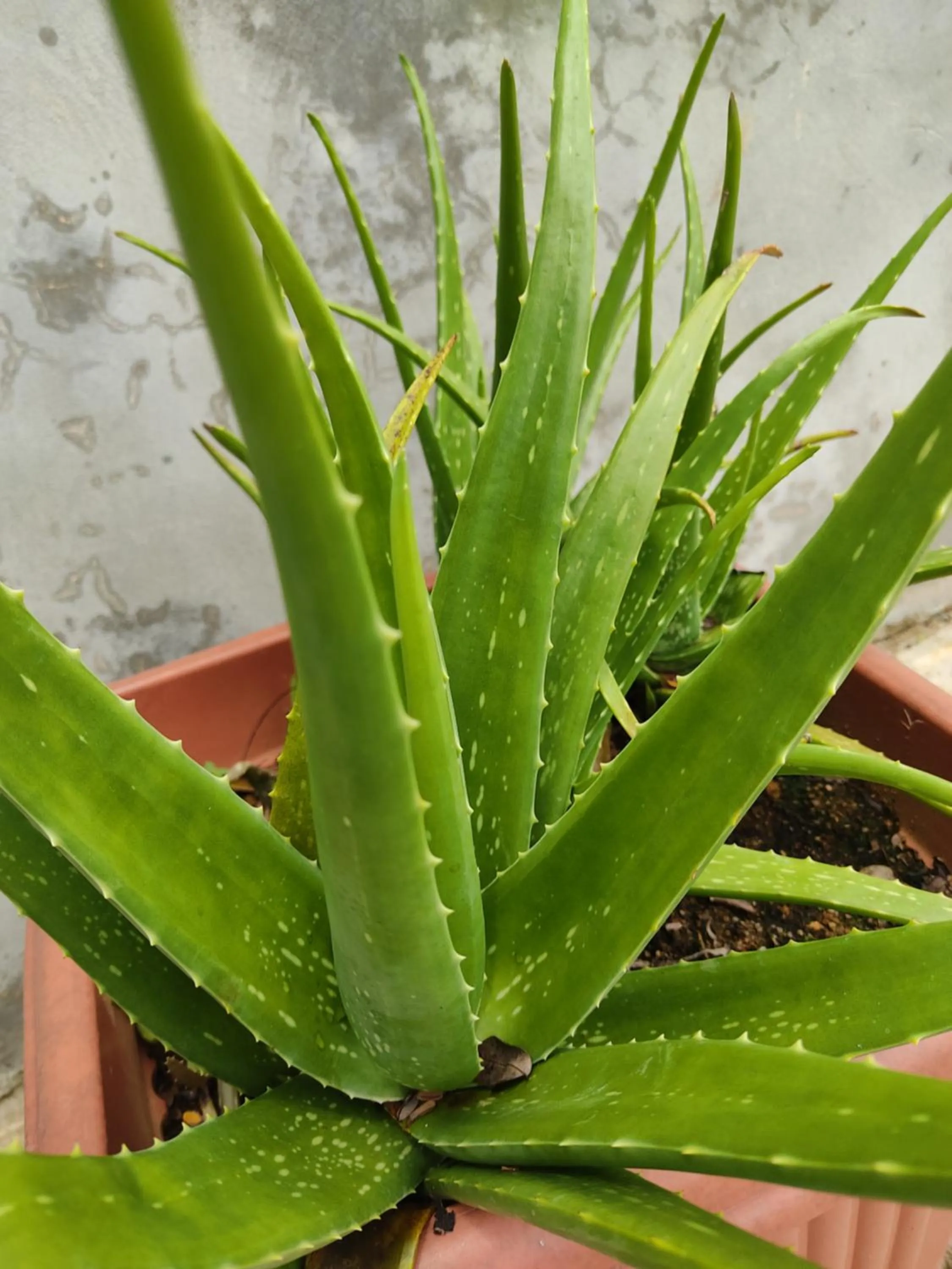 Garden in Kanasuk Self catering Apartments