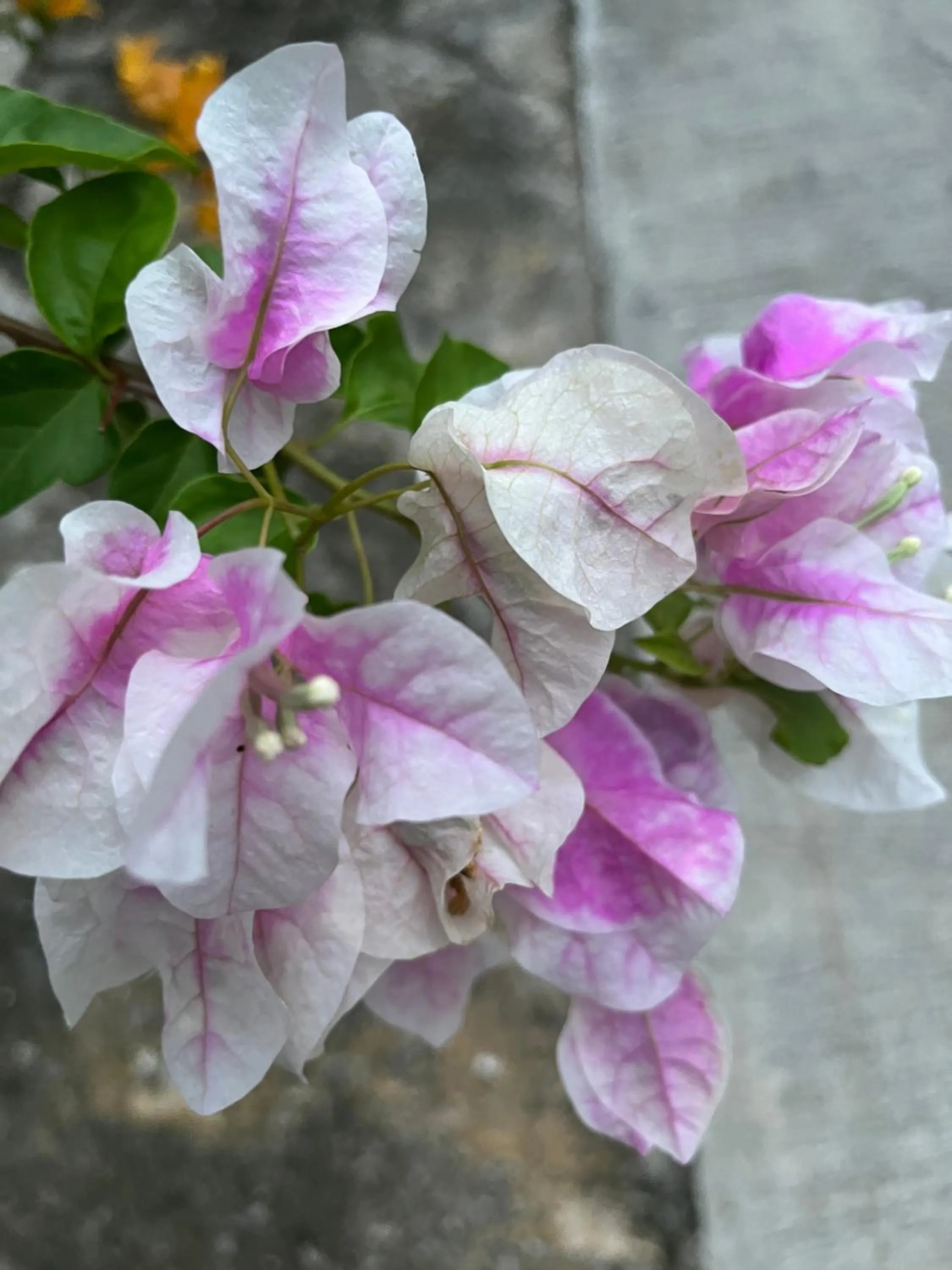 Garden view in Kanasuk Self catering Apartments