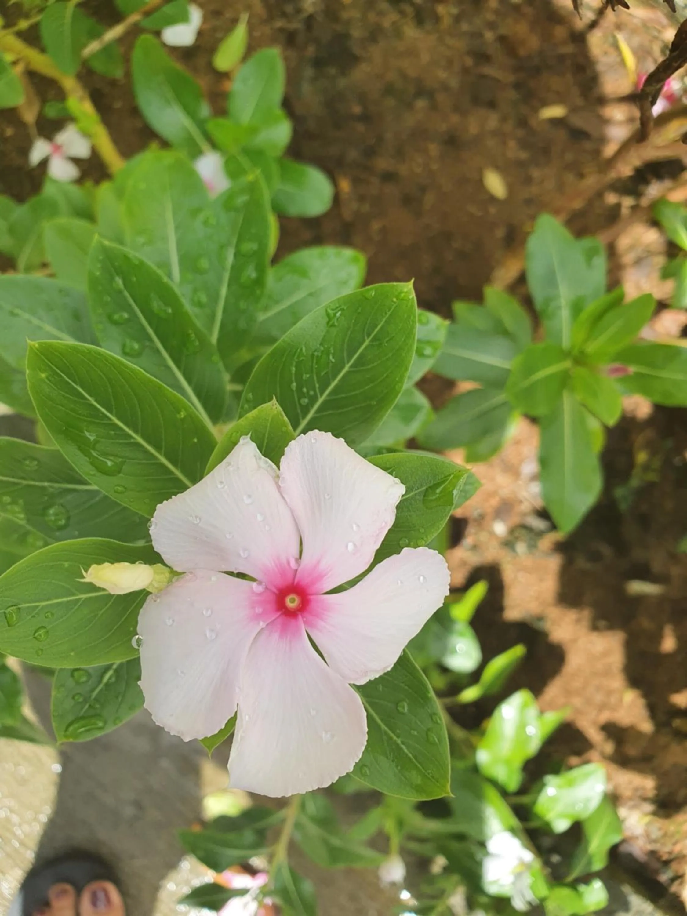 Garden in Kanasuk Self catering Apartments