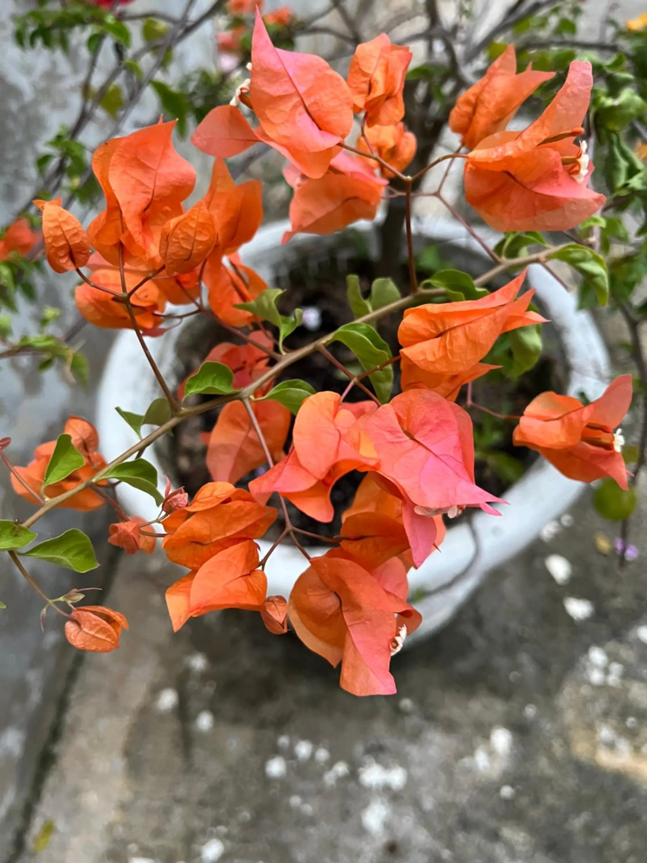 Garden view in Kanasuk Self catering Apartments