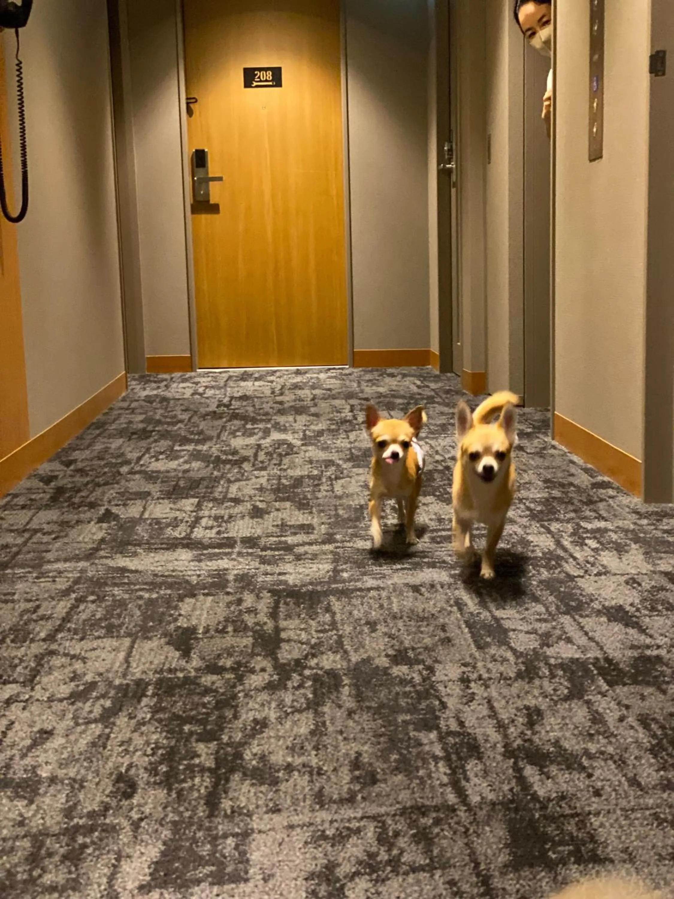Pets in ICI HOTEL Asakusabashi