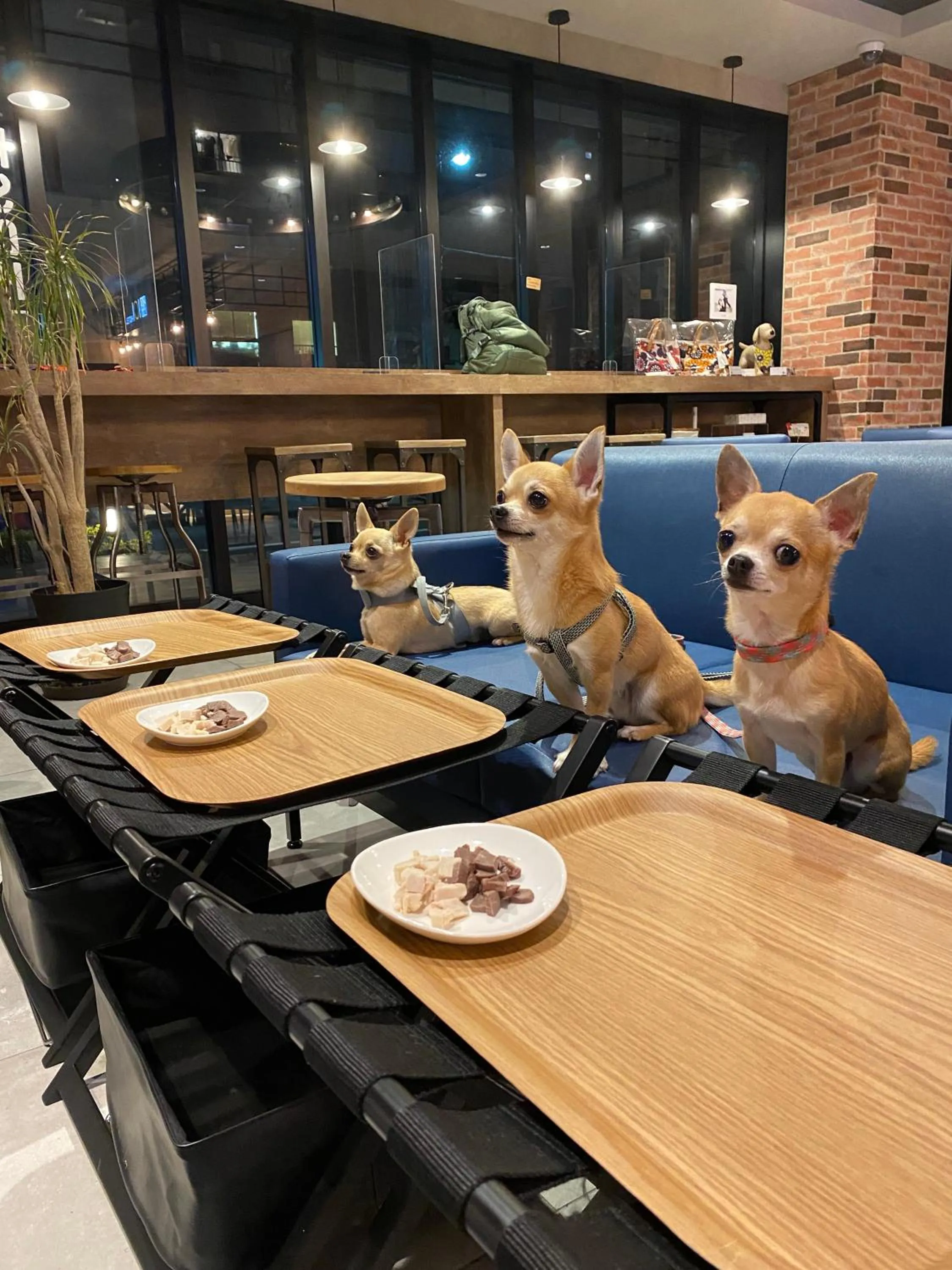 Pets in ICI HOTEL Asakusabashi