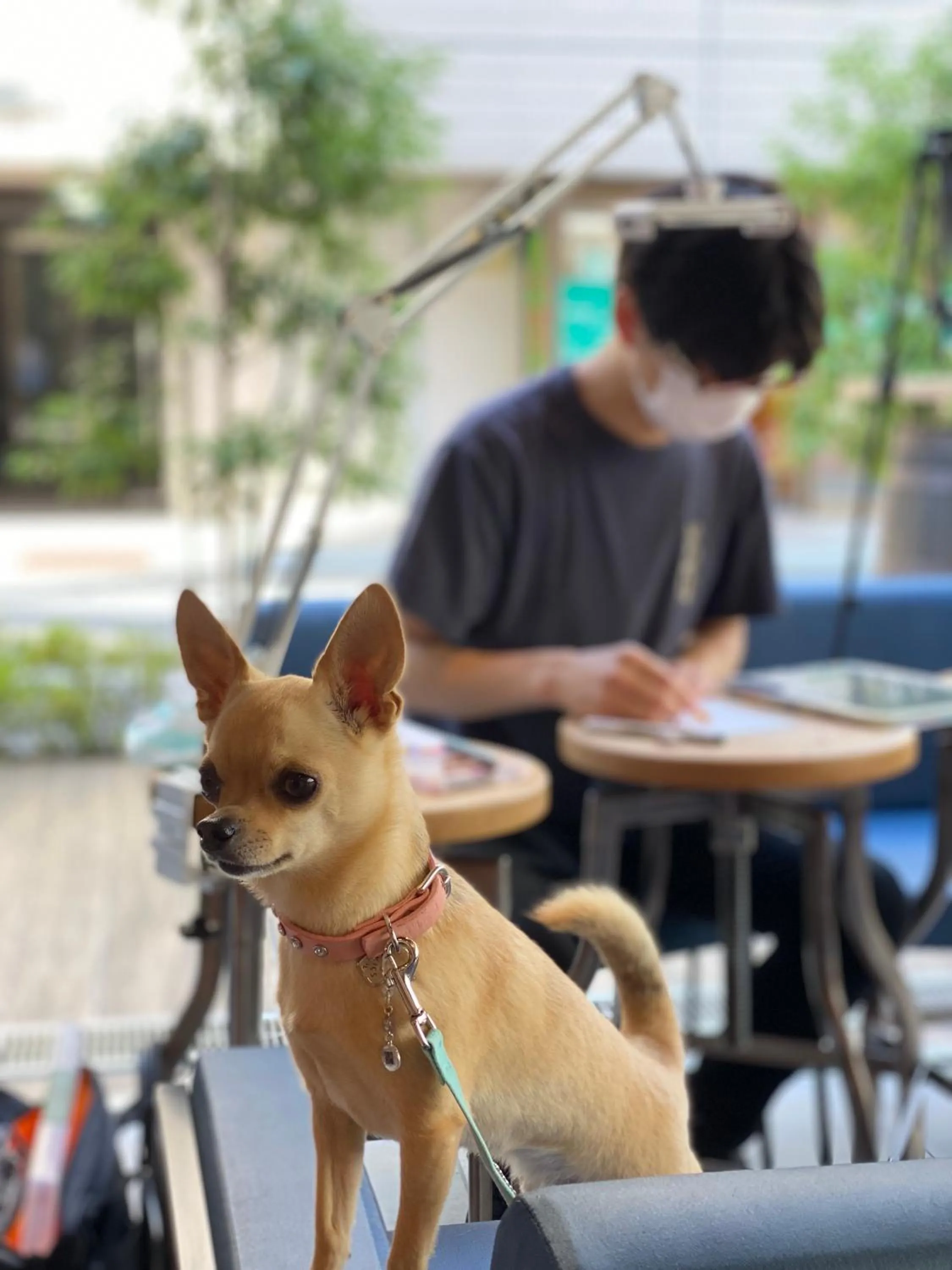 Pets in ICI HOTEL Asakusabashi