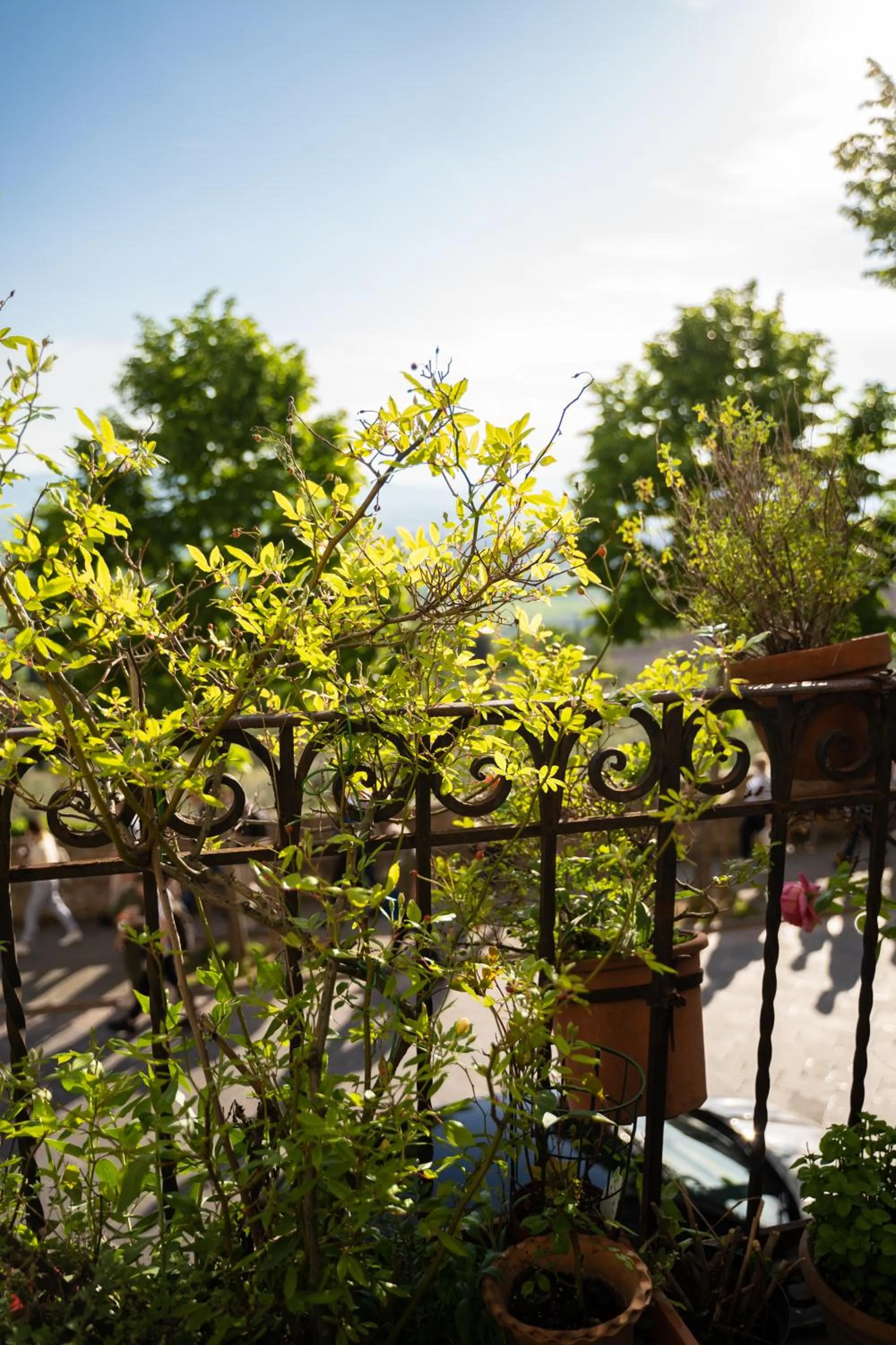 Balcony/Terrace in Hotel Belvedere