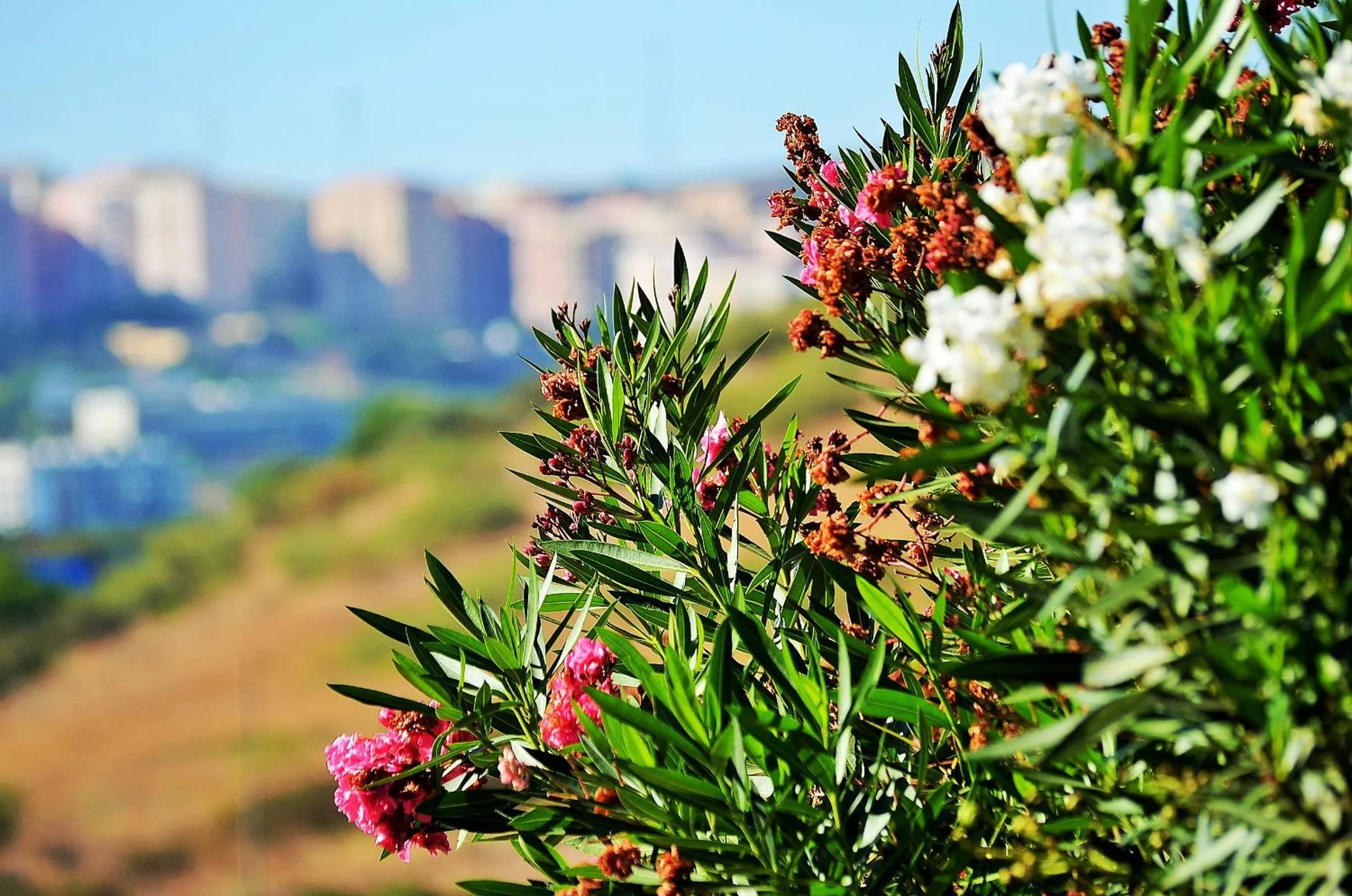 Natural landscape in HILLTOP OASIS Lisboa Oeiras