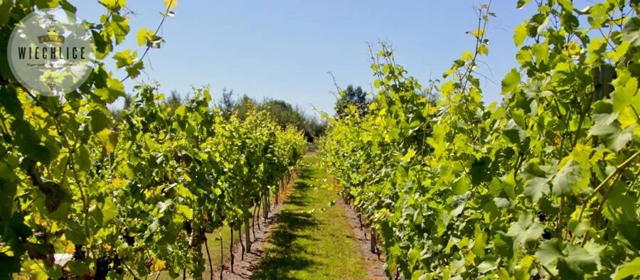 Garden in Pałac Wiechlice - Hotel, Restaurant, SPA