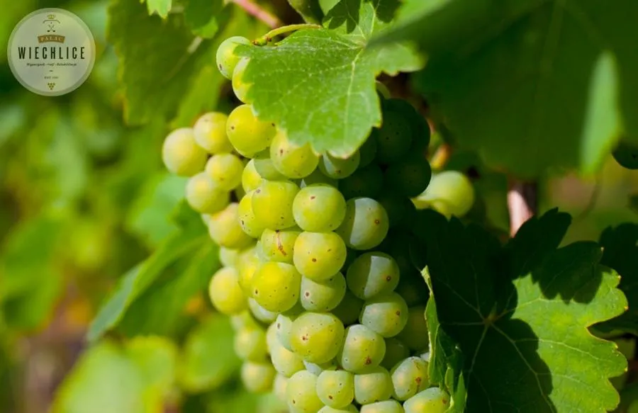 Text overlay in Pałac Wiechlice - Hotel, Restaurant, SPA