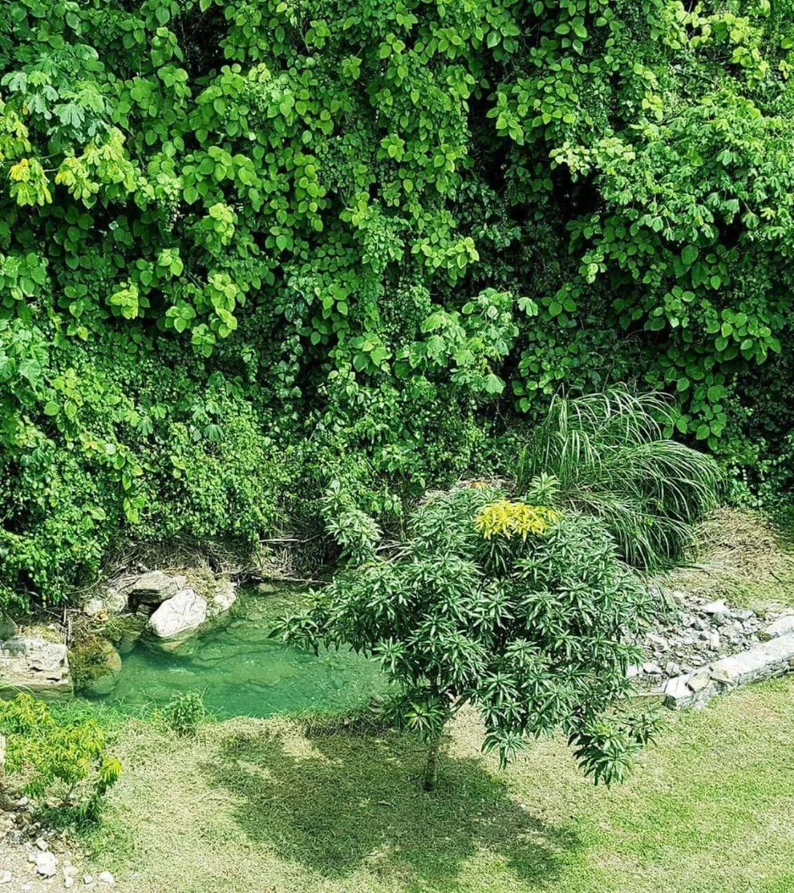 Natural landscape, Garden in Casa Verde Xilitla By Rotamundos