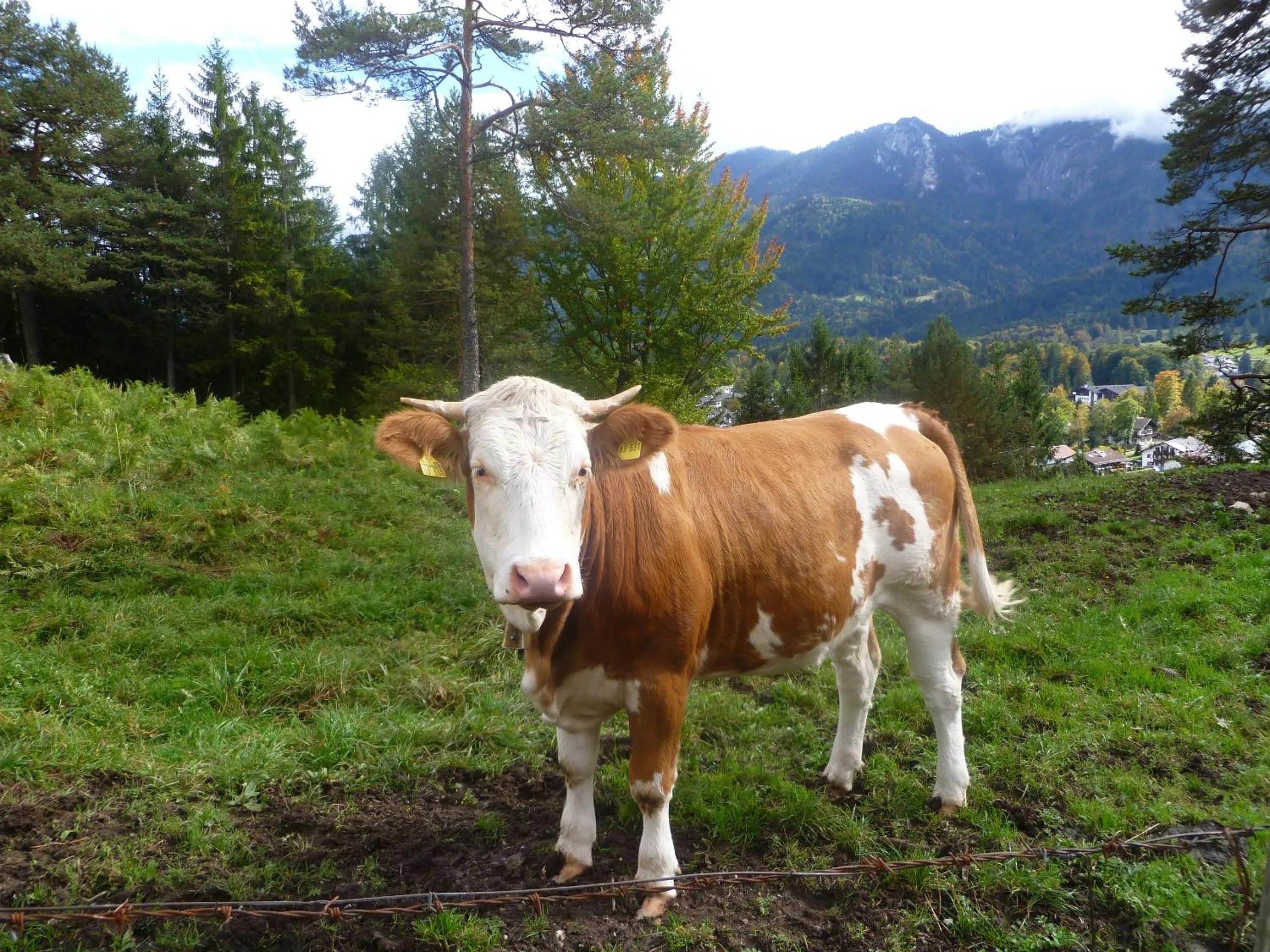 Nearby landmark in Zum Franziskaner