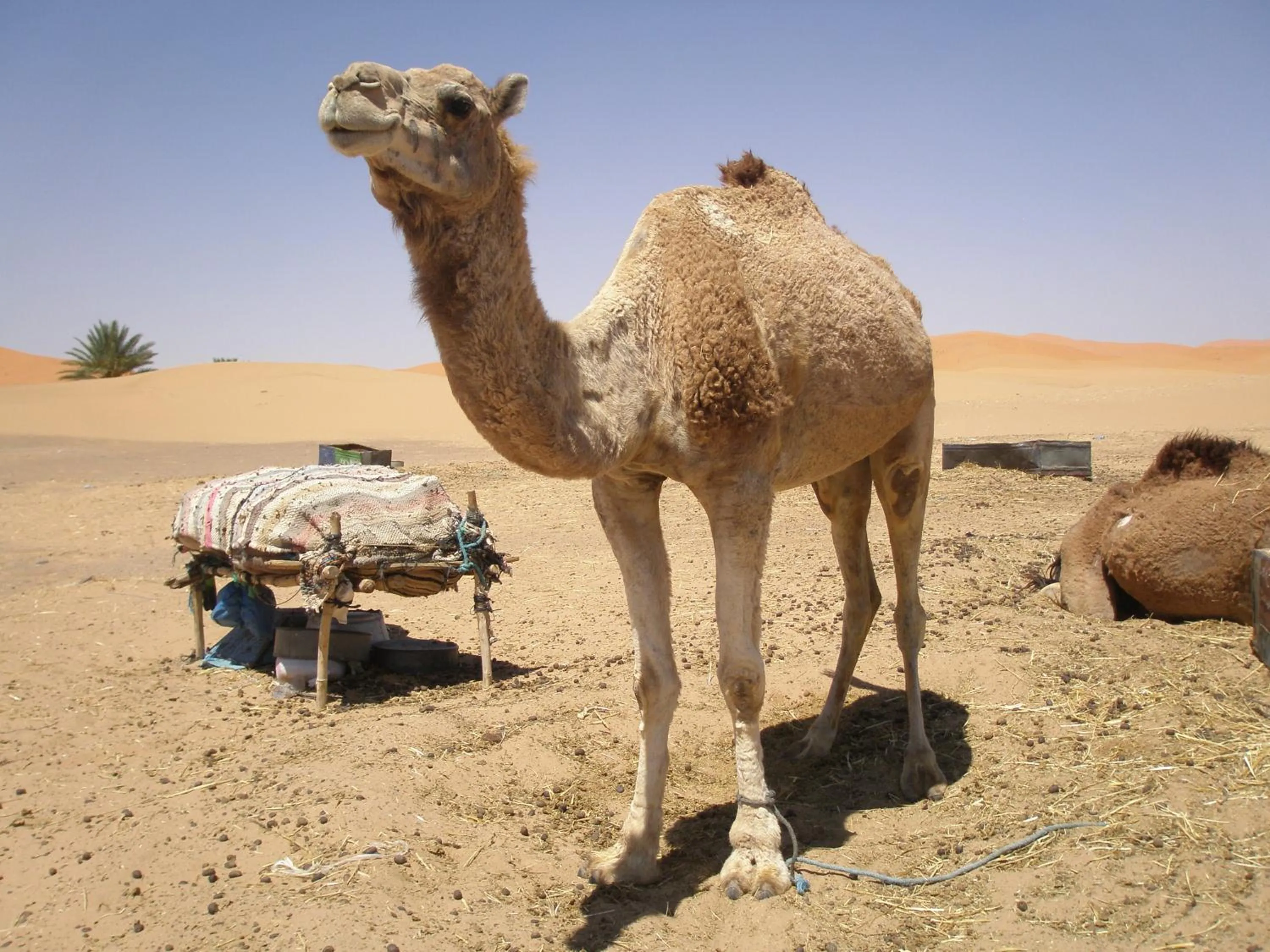 Entertainment in Gite Tamlli