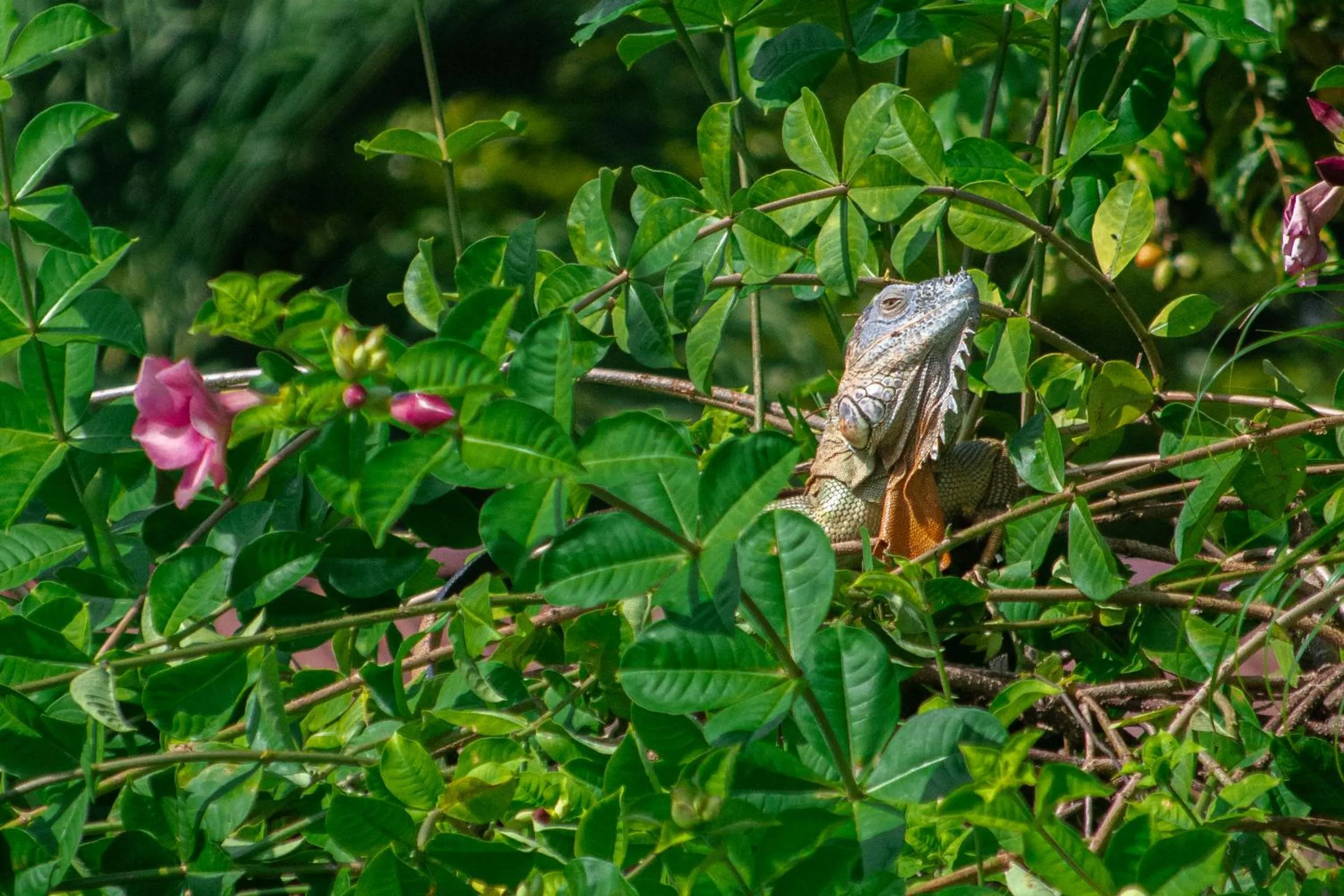 View (from property/room) in Hotel El Icaco Tortuguero
