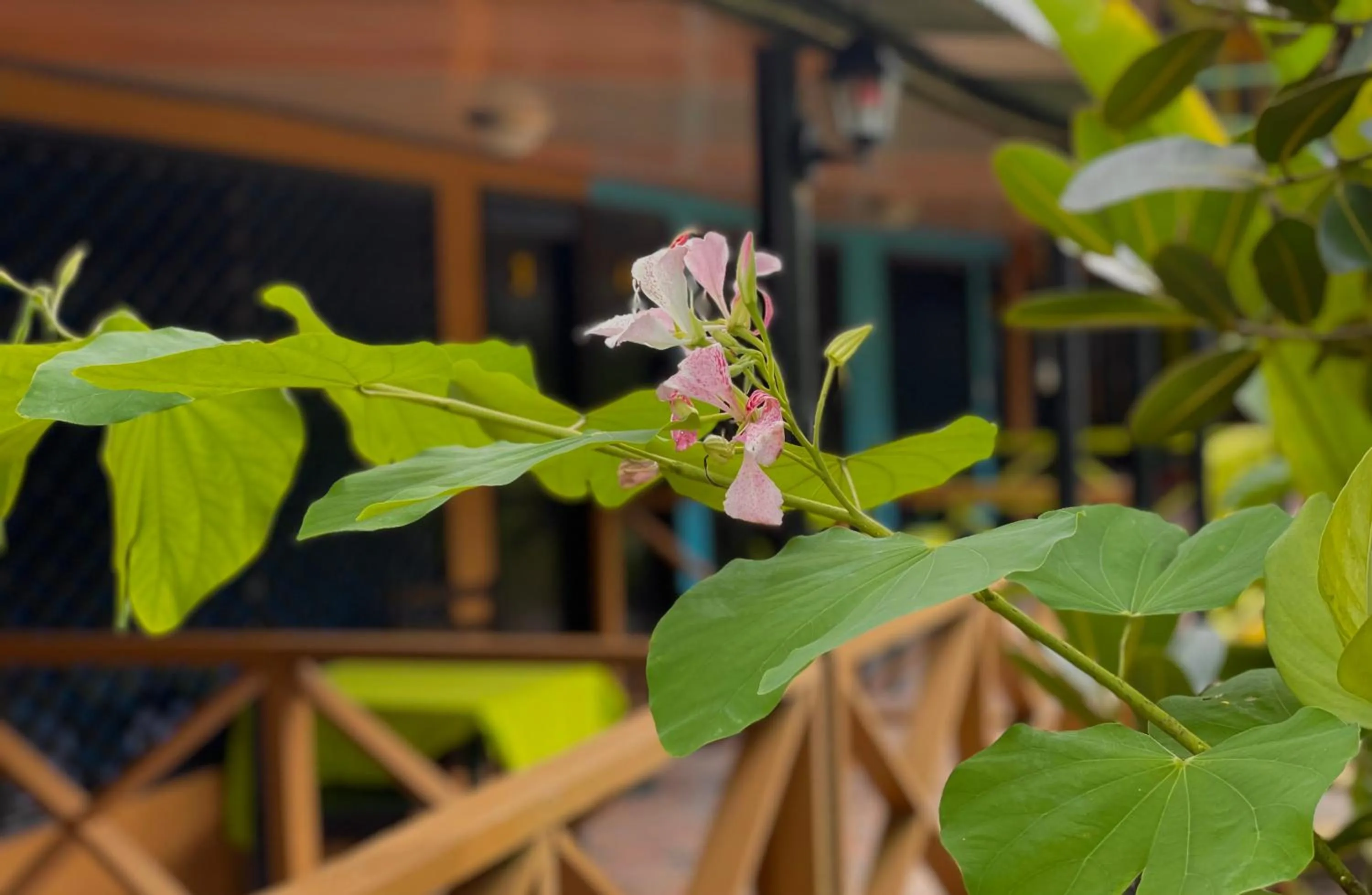 Garden in Hotel El Icaco Tortuguero
