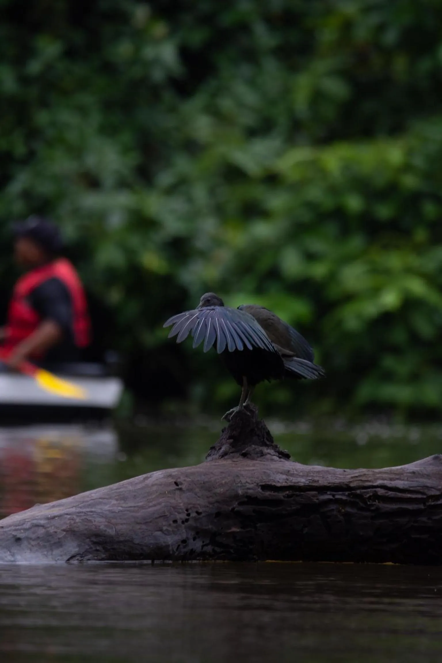 Natural landscape in Hotel El Icaco Tortuguero