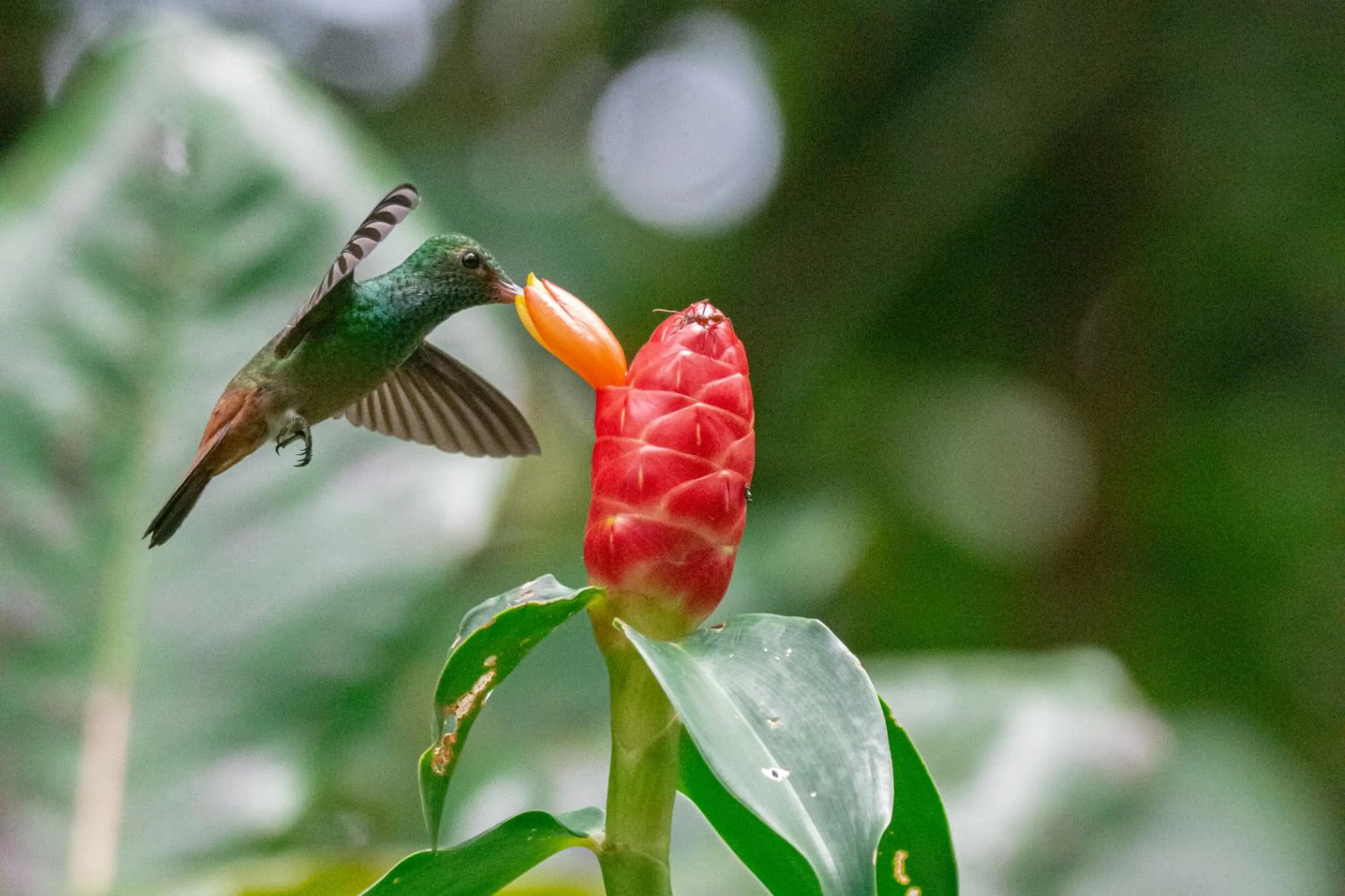 View (from property/room) in Hotel El Icaco Tortuguero