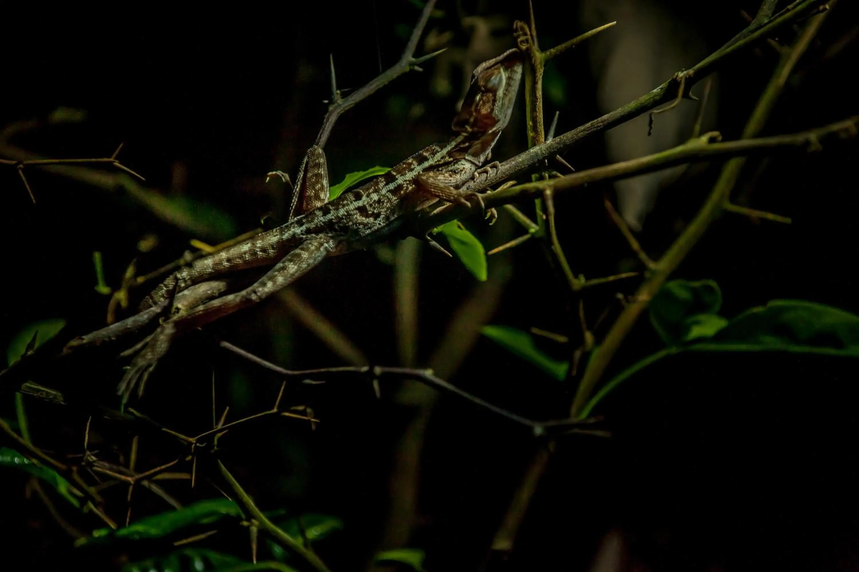 Animals in Hotel El Icaco Tortuguero