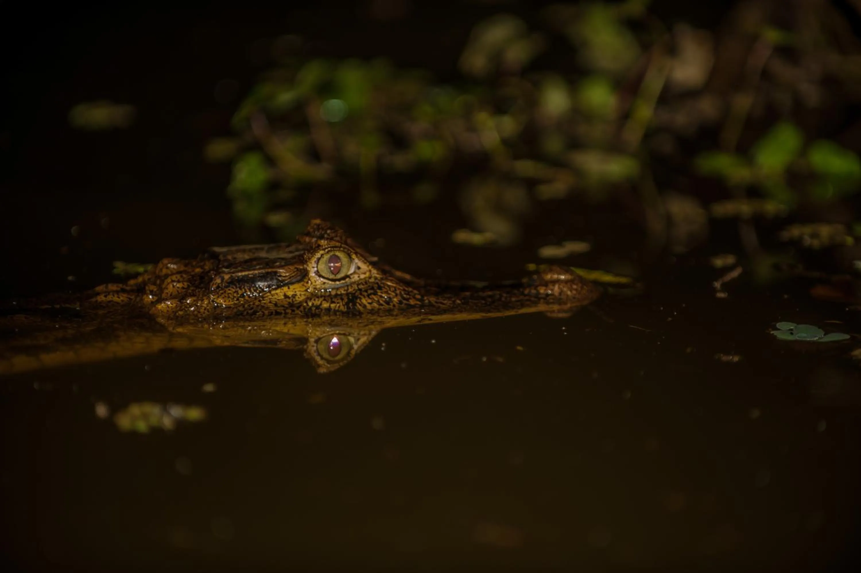 Animals in Hotel El Icaco Tortuguero