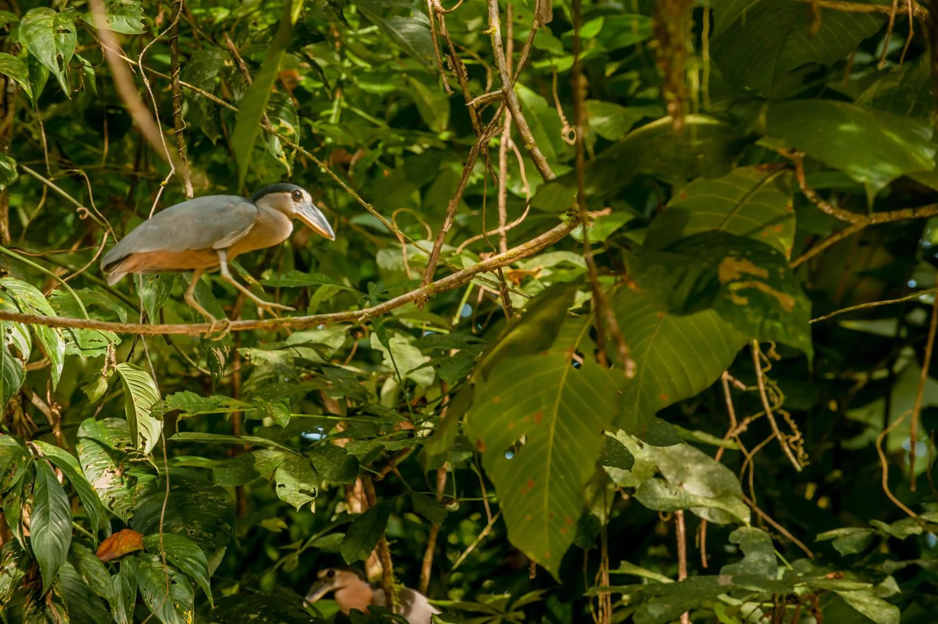 Animals in Hotel El Icaco Tortuguero