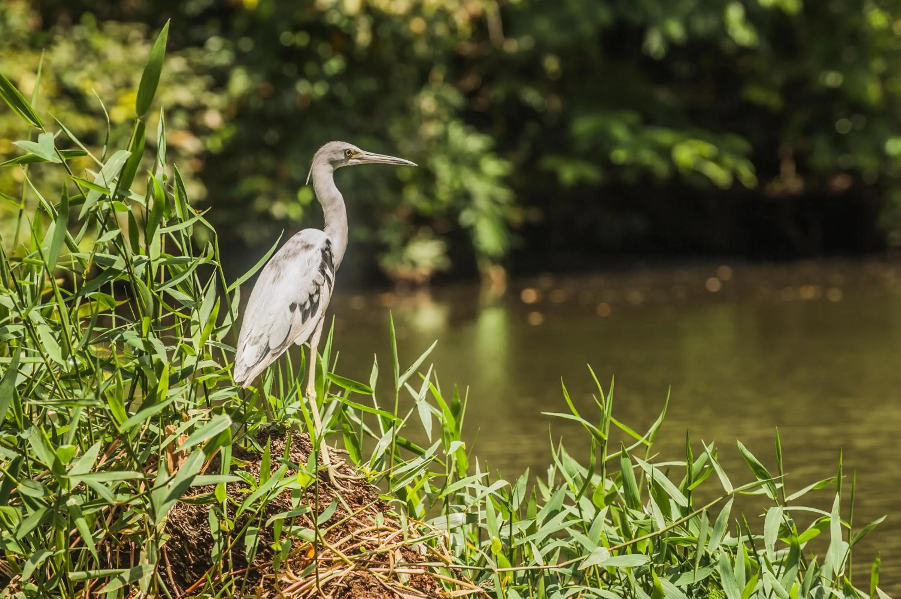 Animals in Hotel El Icaco Tortuguero