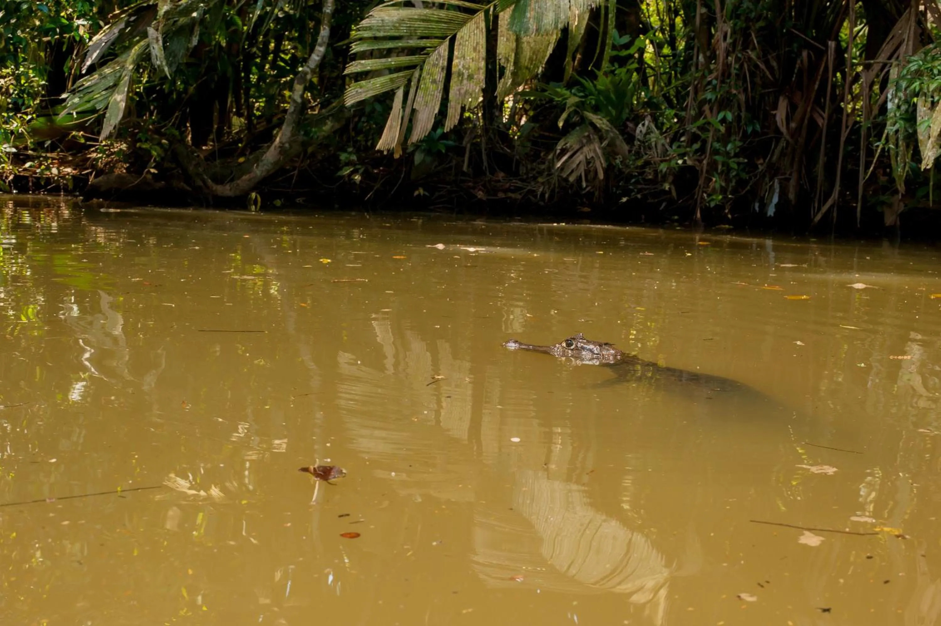 Animals in Hotel El Icaco Tortuguero