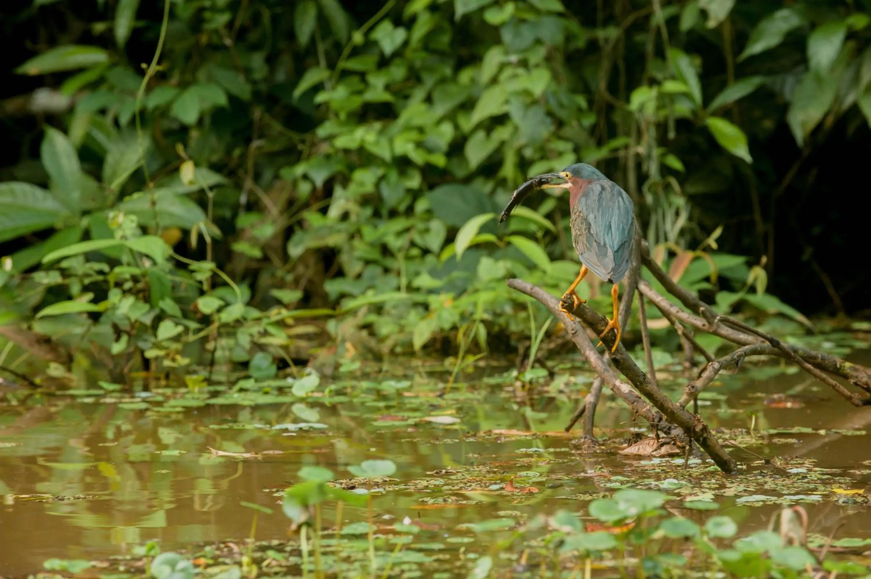 Animals in Hotel El Icaco Tortuguero