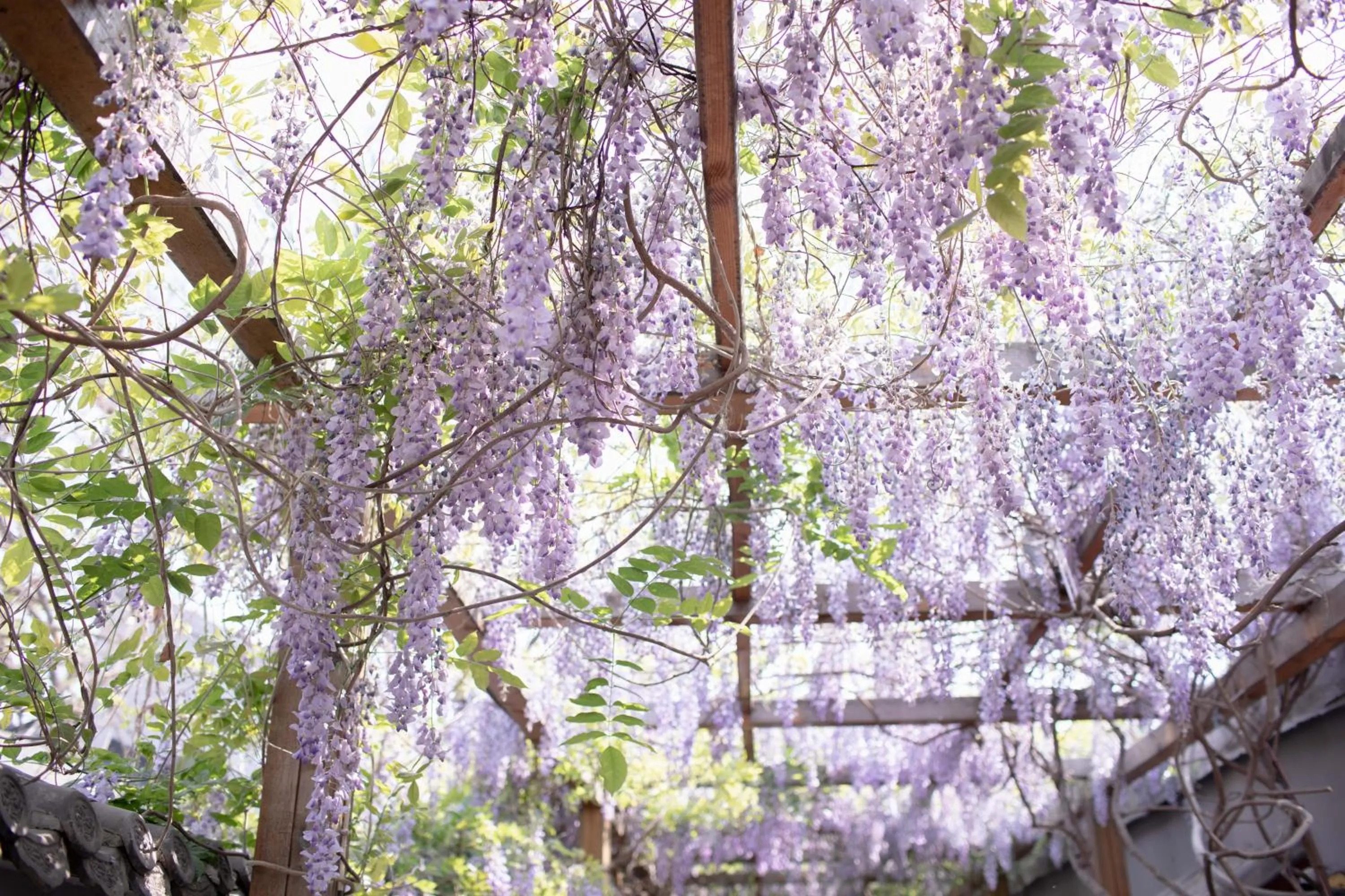 Natural landscape in Guipu Beihai Courtyard Hotel Beijing