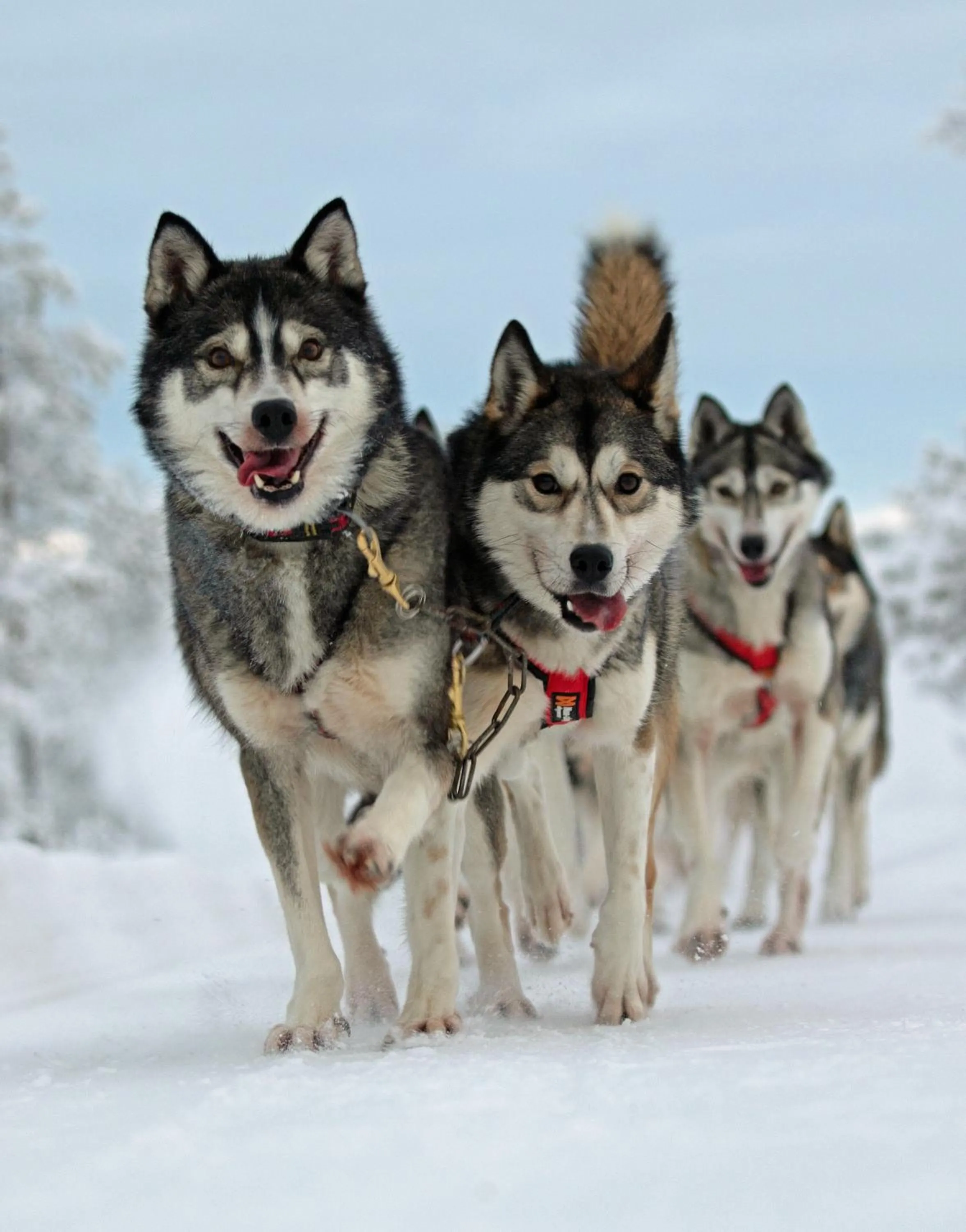 Activities in Hotel Metsähirvas