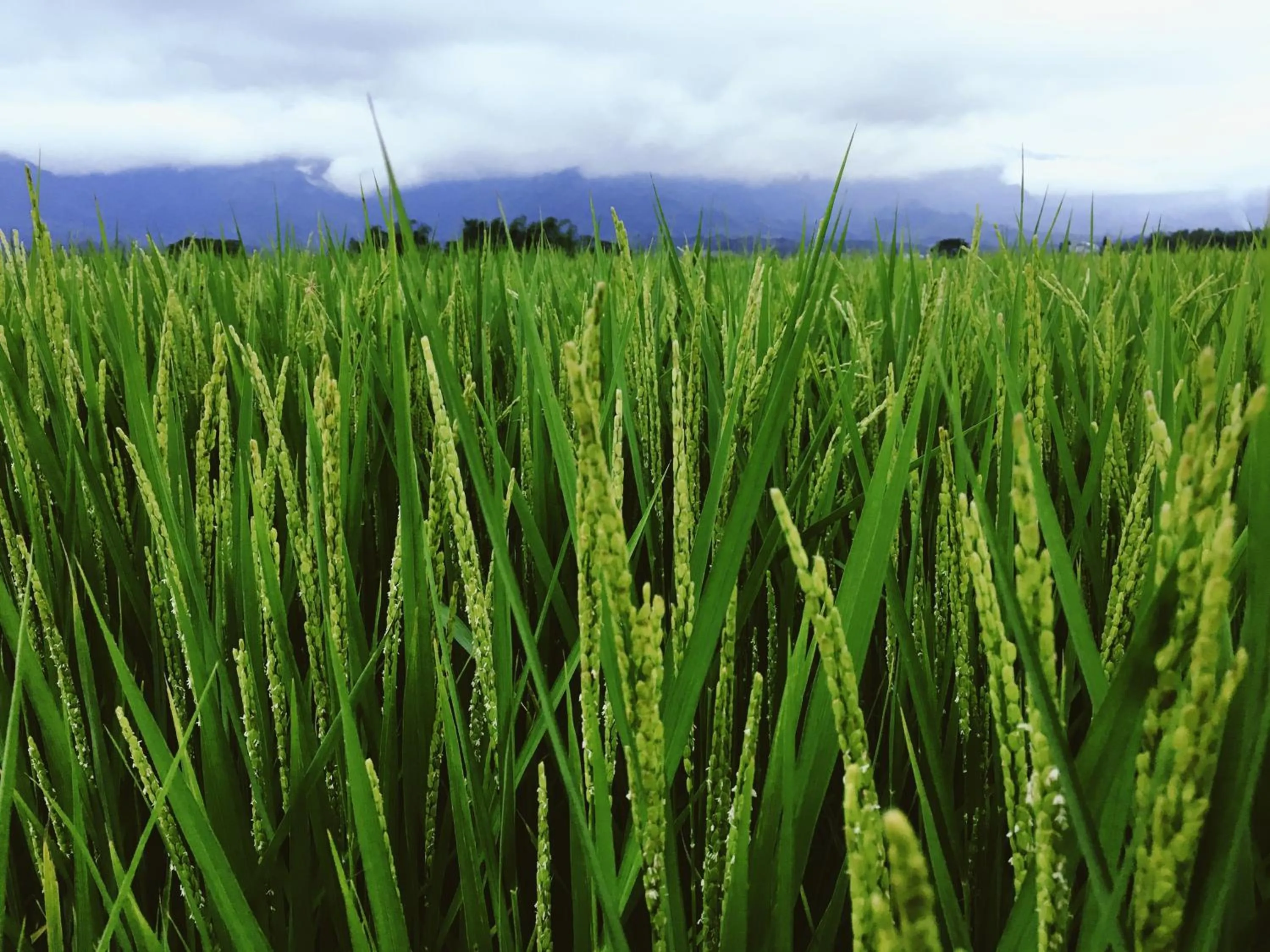 Natural landscape in Chishang Daoxiang Hotel