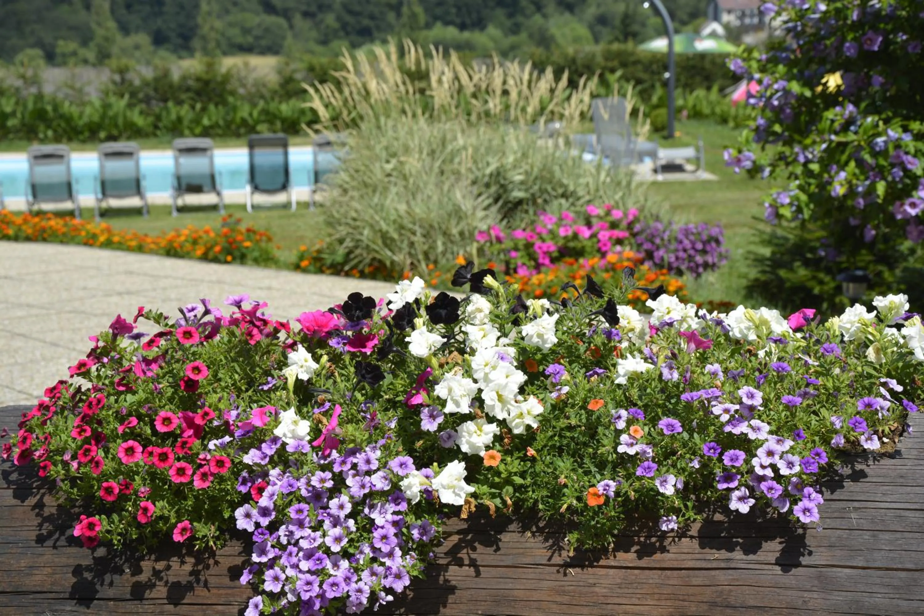 Garden in Hotel Ermi