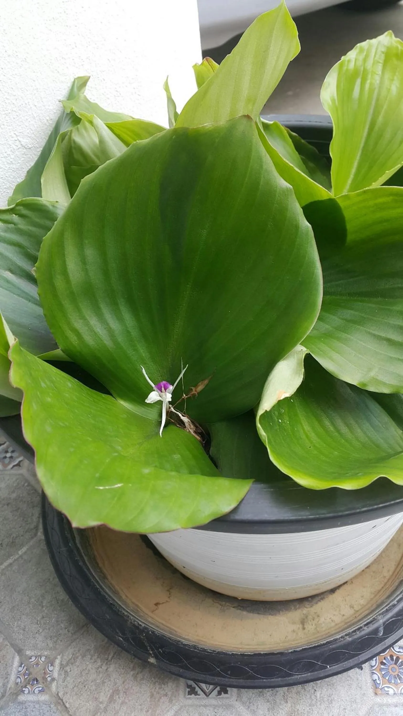 Patchy & PPraw Family