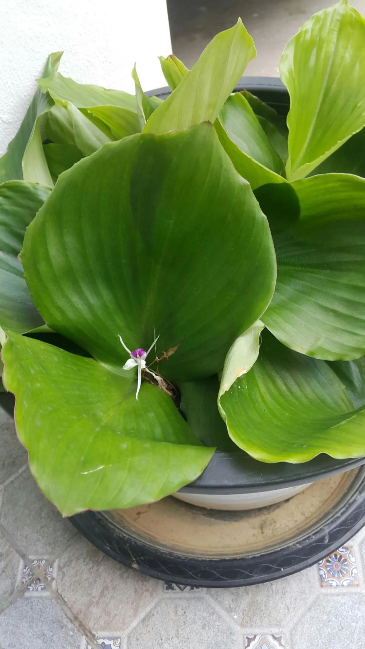 Property building in Patchy & PPraw Family