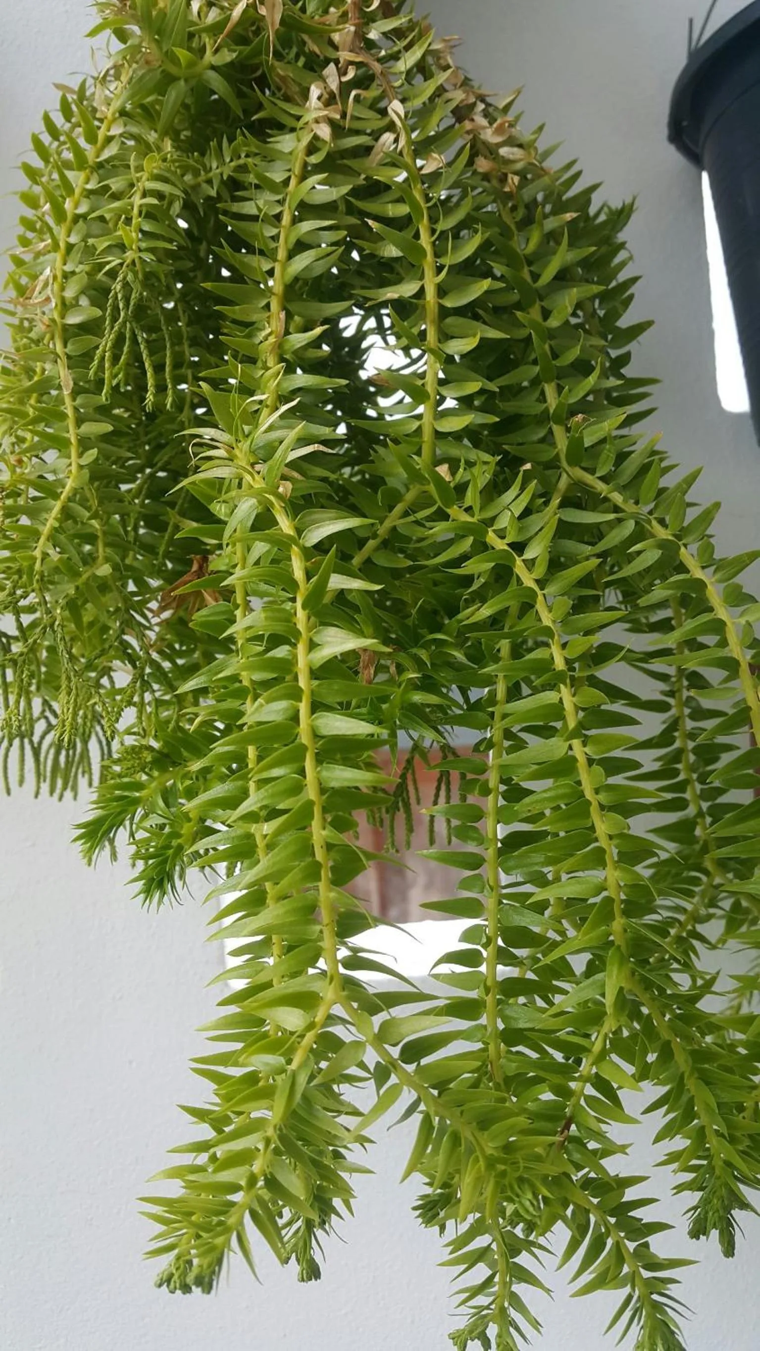 Patchy & PPraw Family